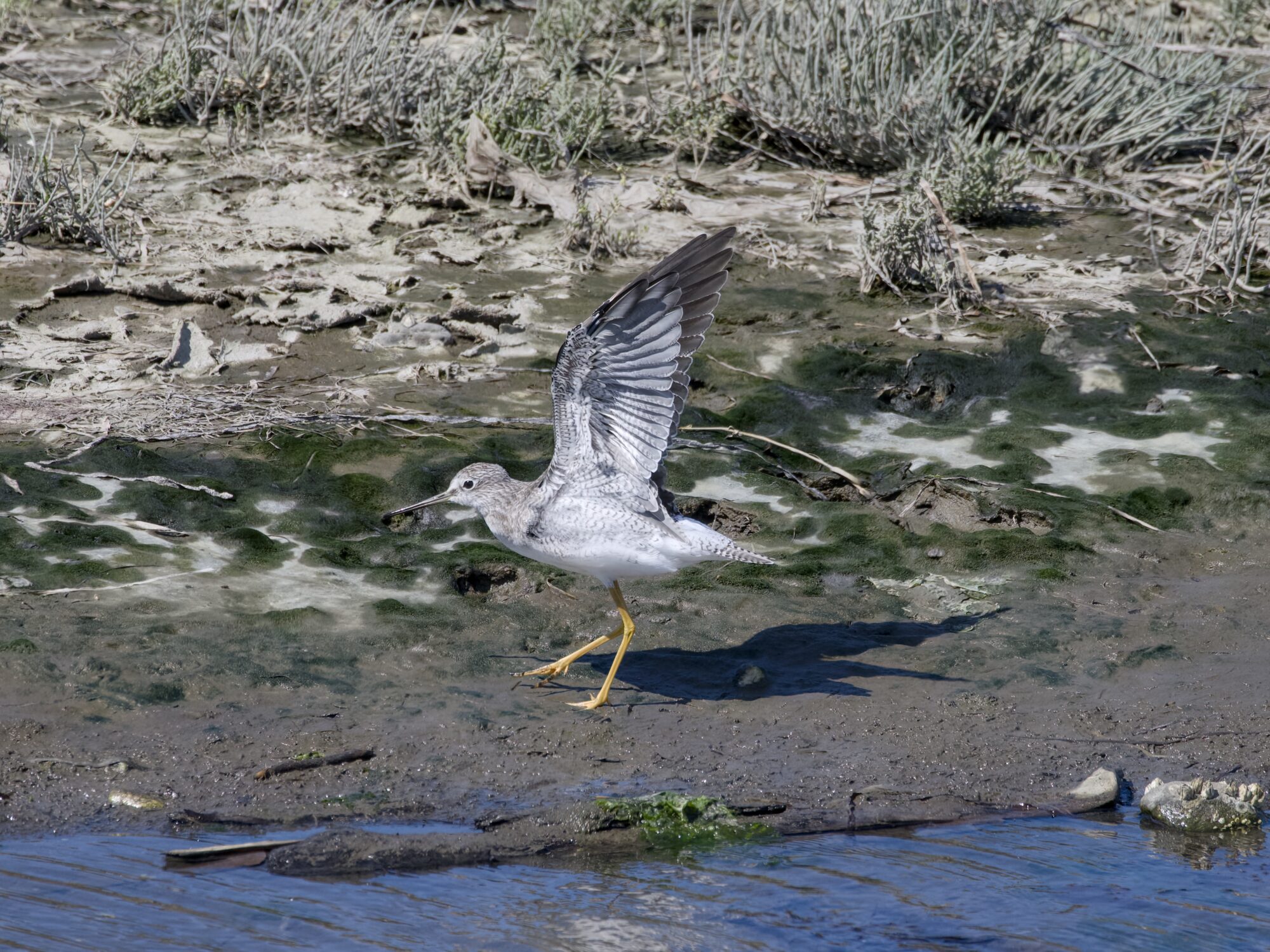 A Greater Yellowlegs, hopping around and flapping