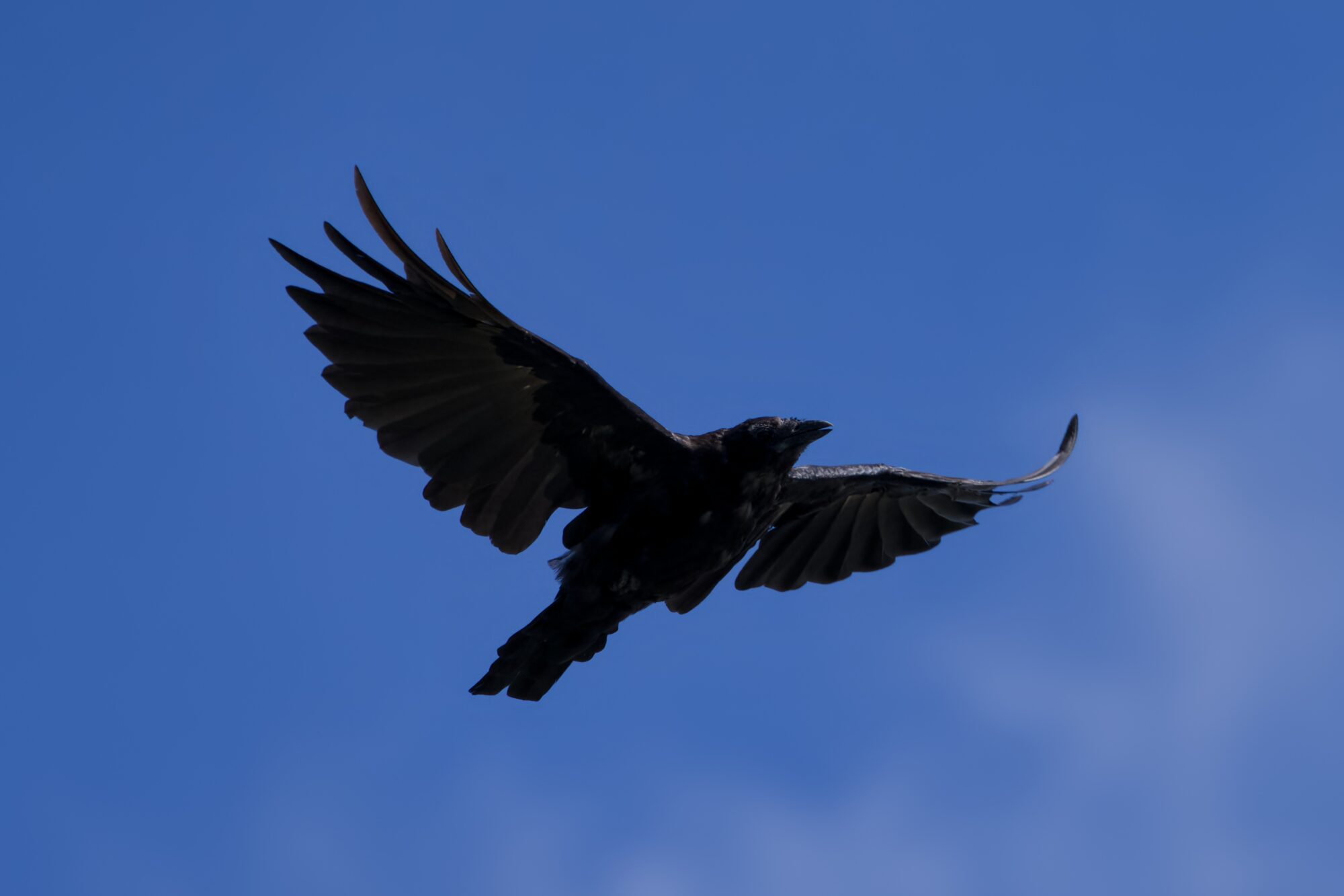 A crow flying overhead, wings spread wide against a mostly blue sky