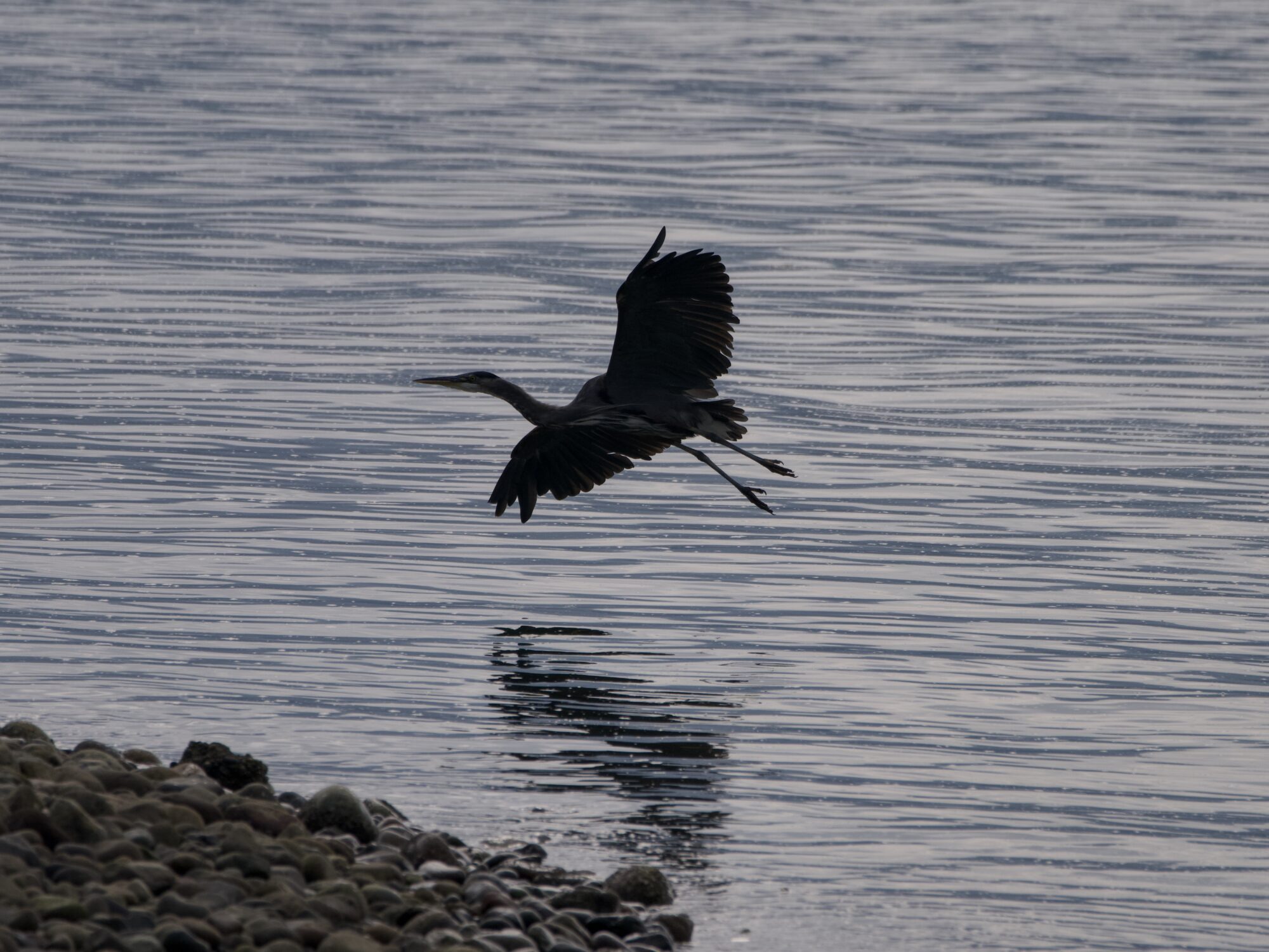 A Great Blue Heron flying very low and about to land on a rocky shore, under a grey and dimly lit sky