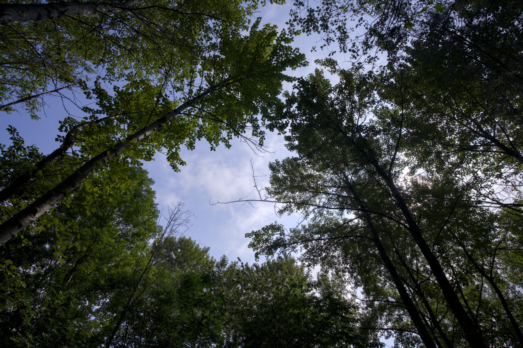 Looking up at a tree canopy, with some spots for bluish sky
