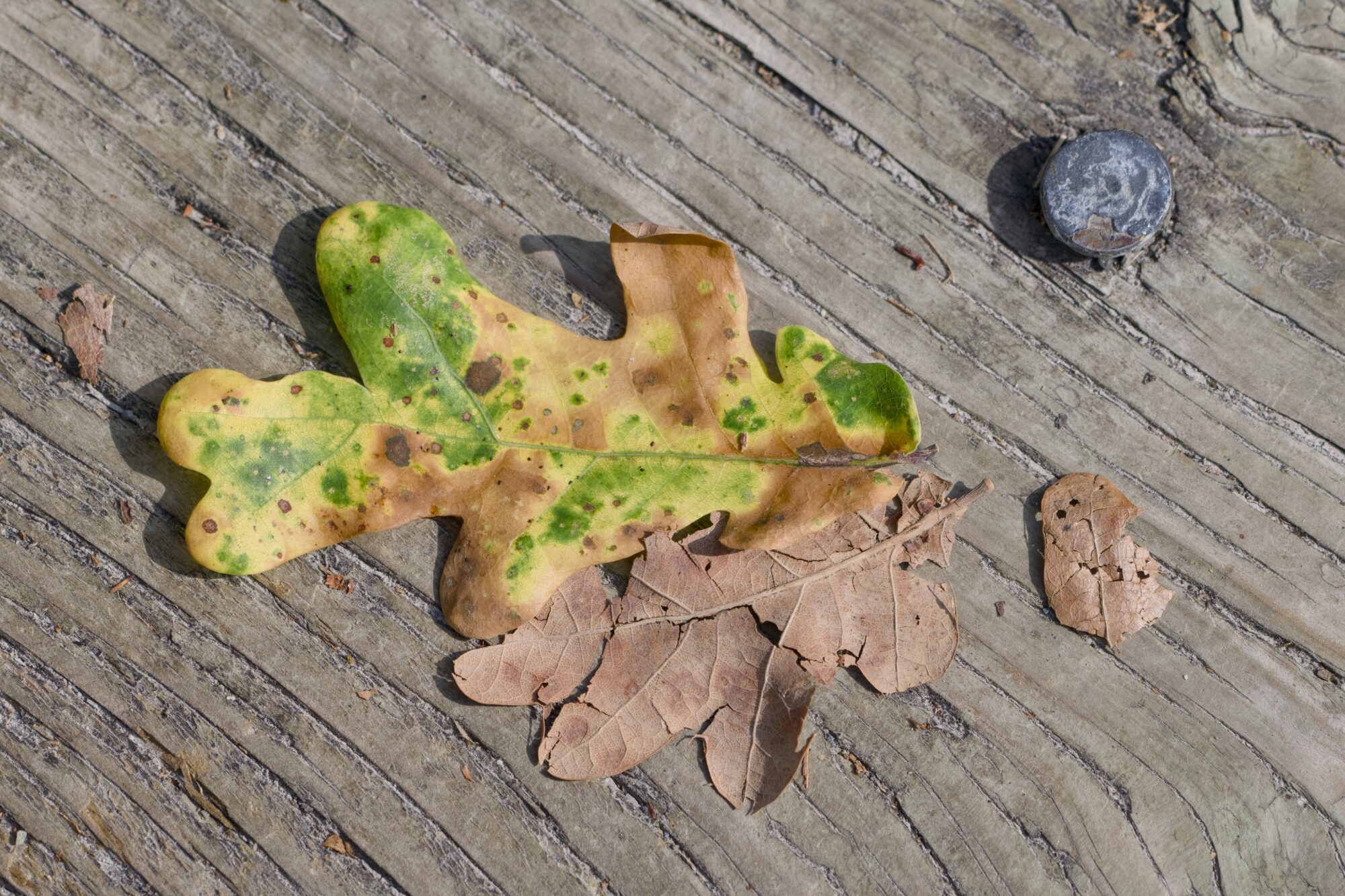 An artsy arrangement of fallen oak leaves on a wooden surface