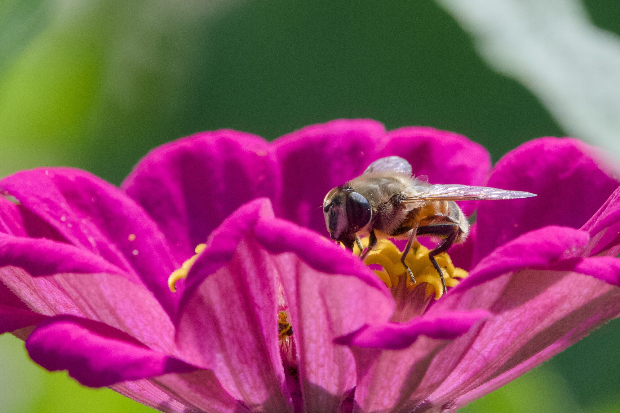 A hoverfly in a bright mauve flower