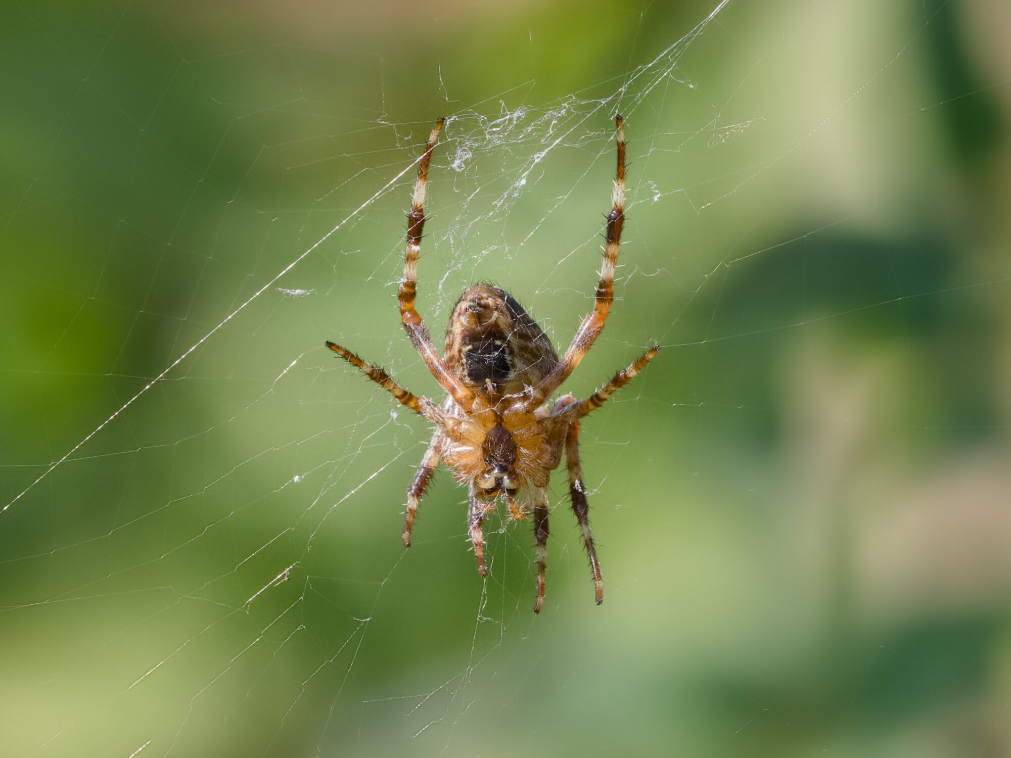 Closeup of an orb weaver spider sitting at the centre of its web