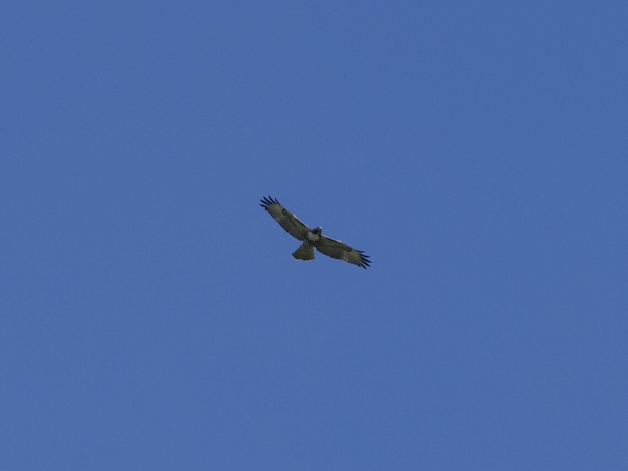 A raptor flying high overhead, against a solid blue sky
