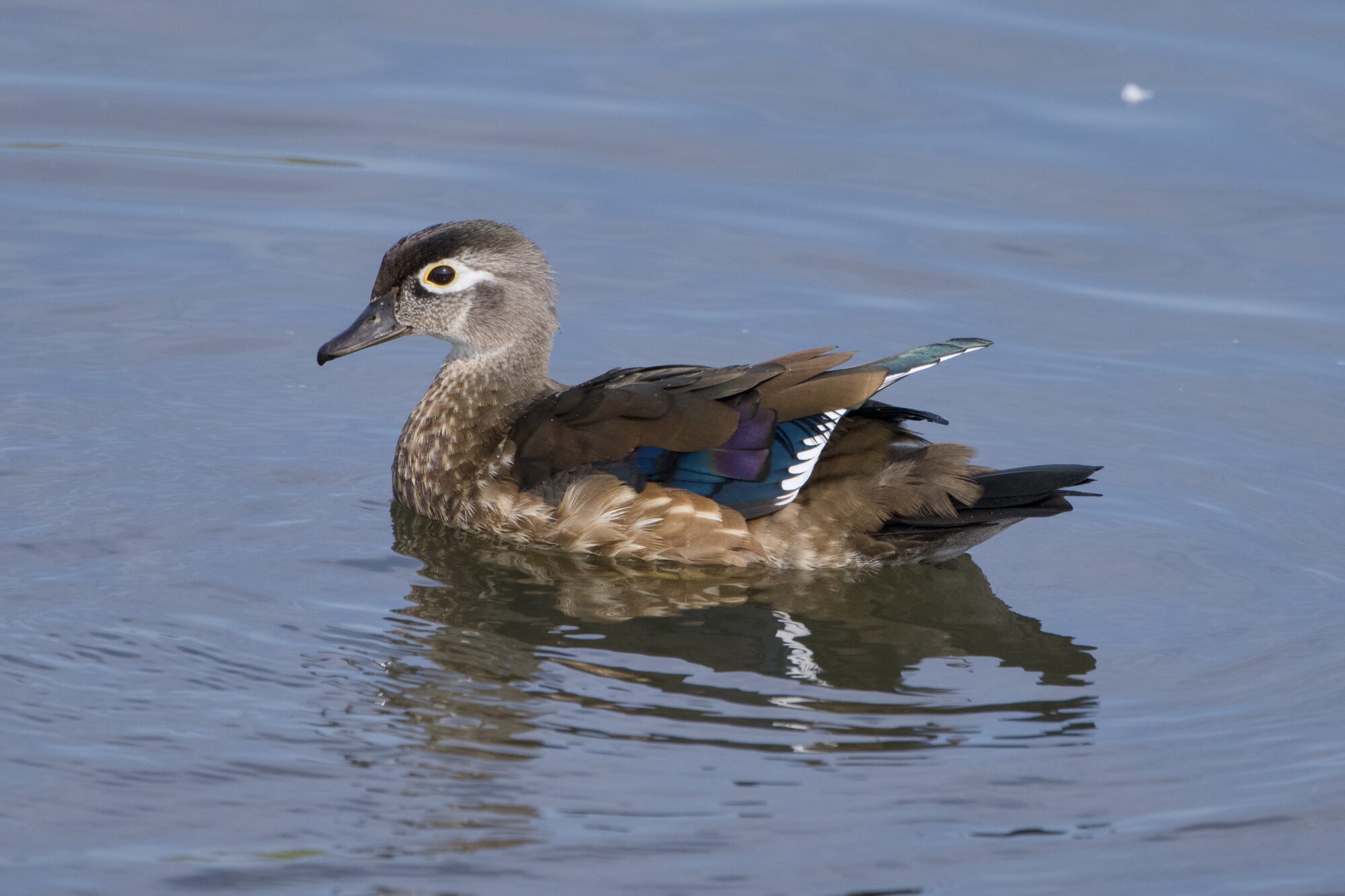 A female Wood Duck swimming along