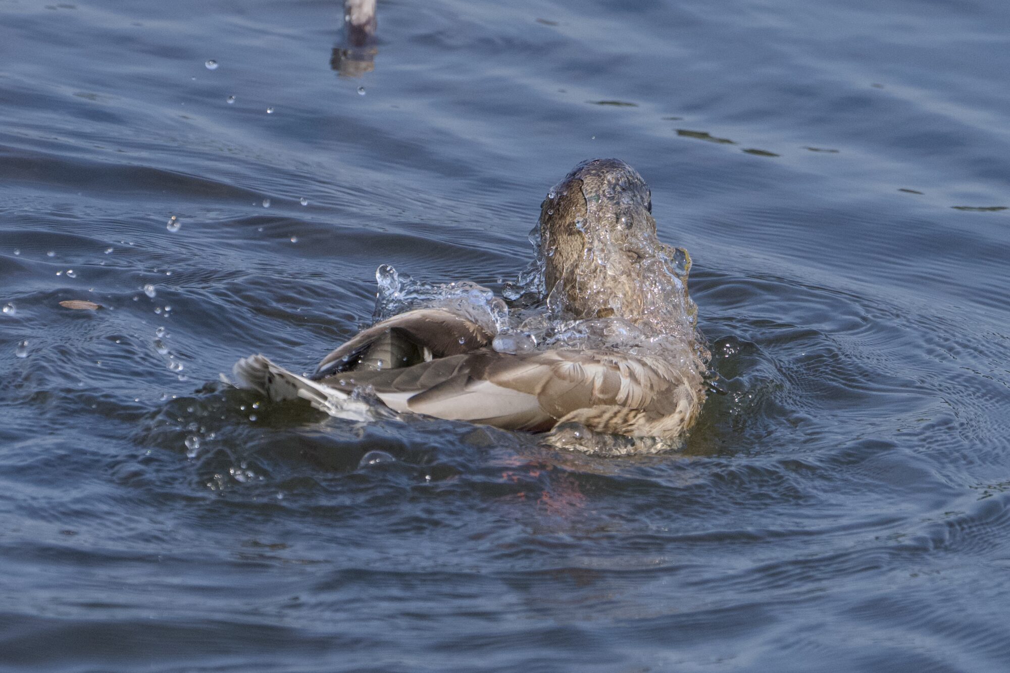 A Mallard Duck splashing around and streaming with water