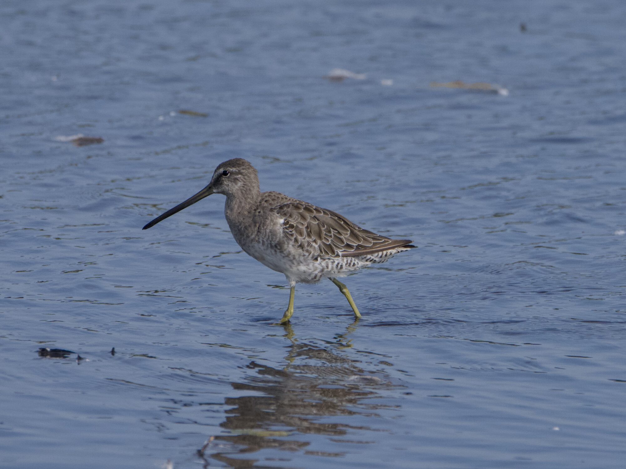 A Long-billed Dowitcher walking along in shallow water