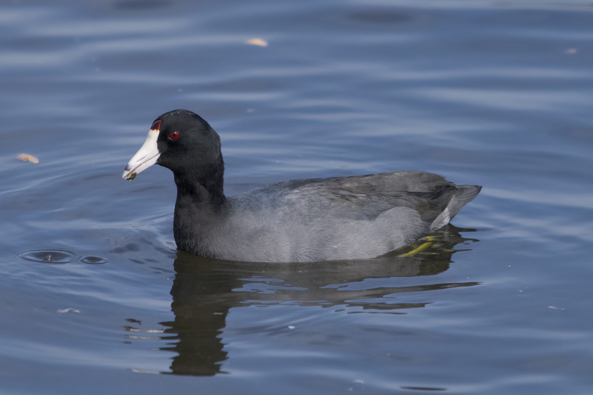 An American Coot on the water
