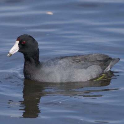 An American Coot on the water