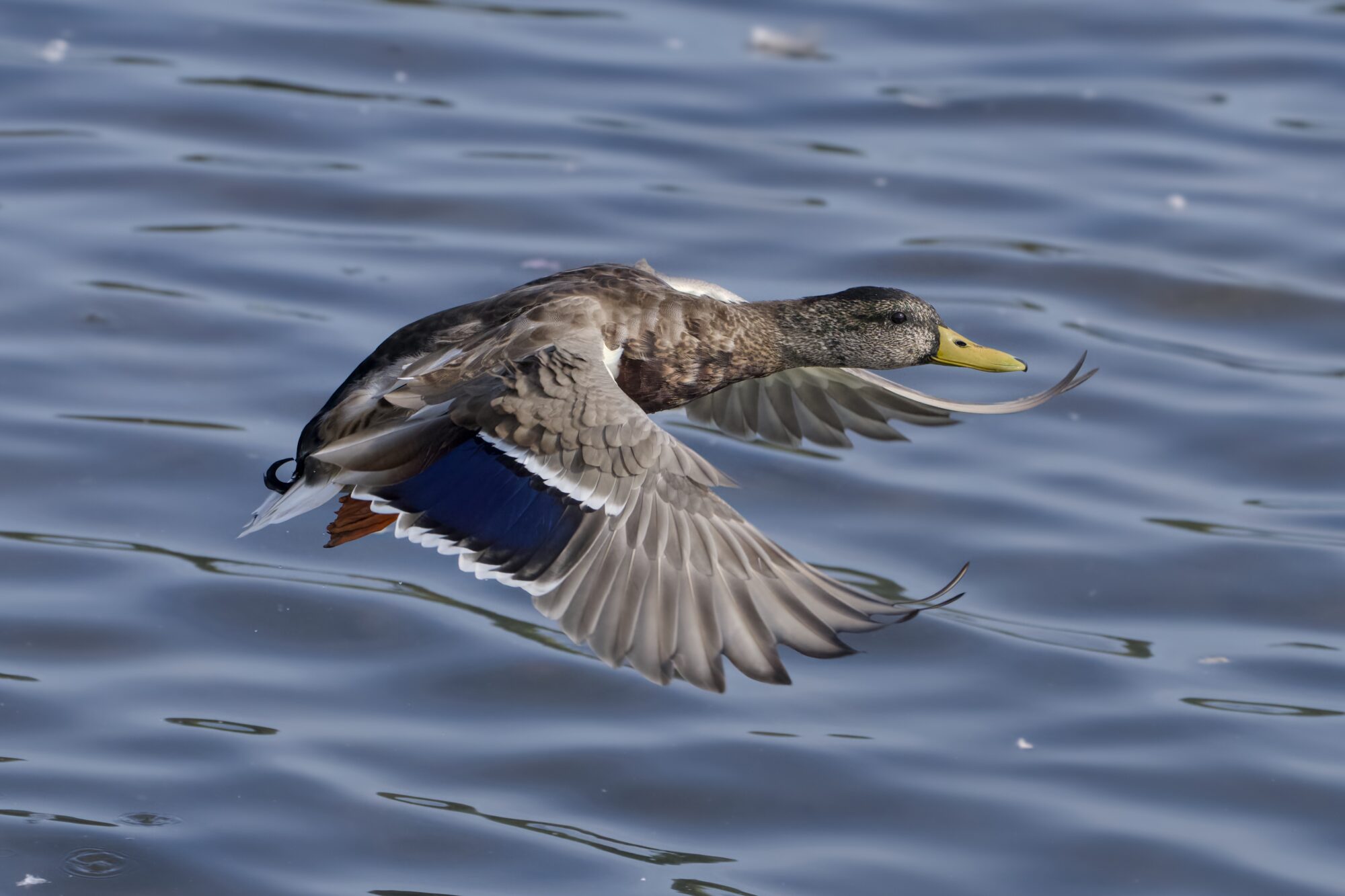 A male Mallard in flight, over water