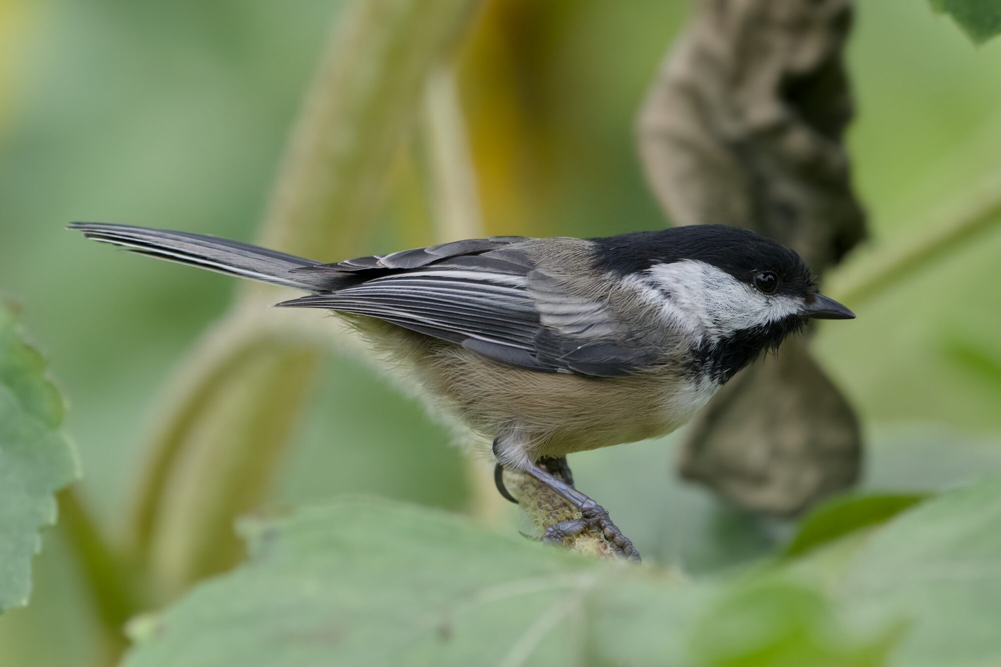 A Black-capped Chickadee on a twig