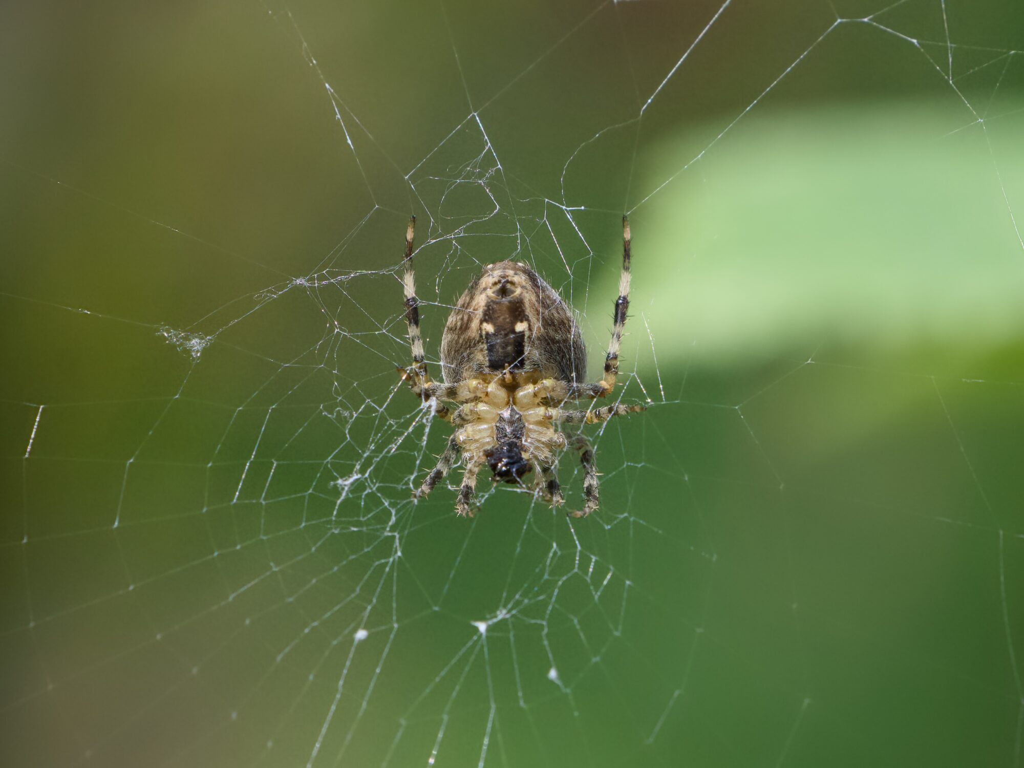 An Orb Weaver spider in its web