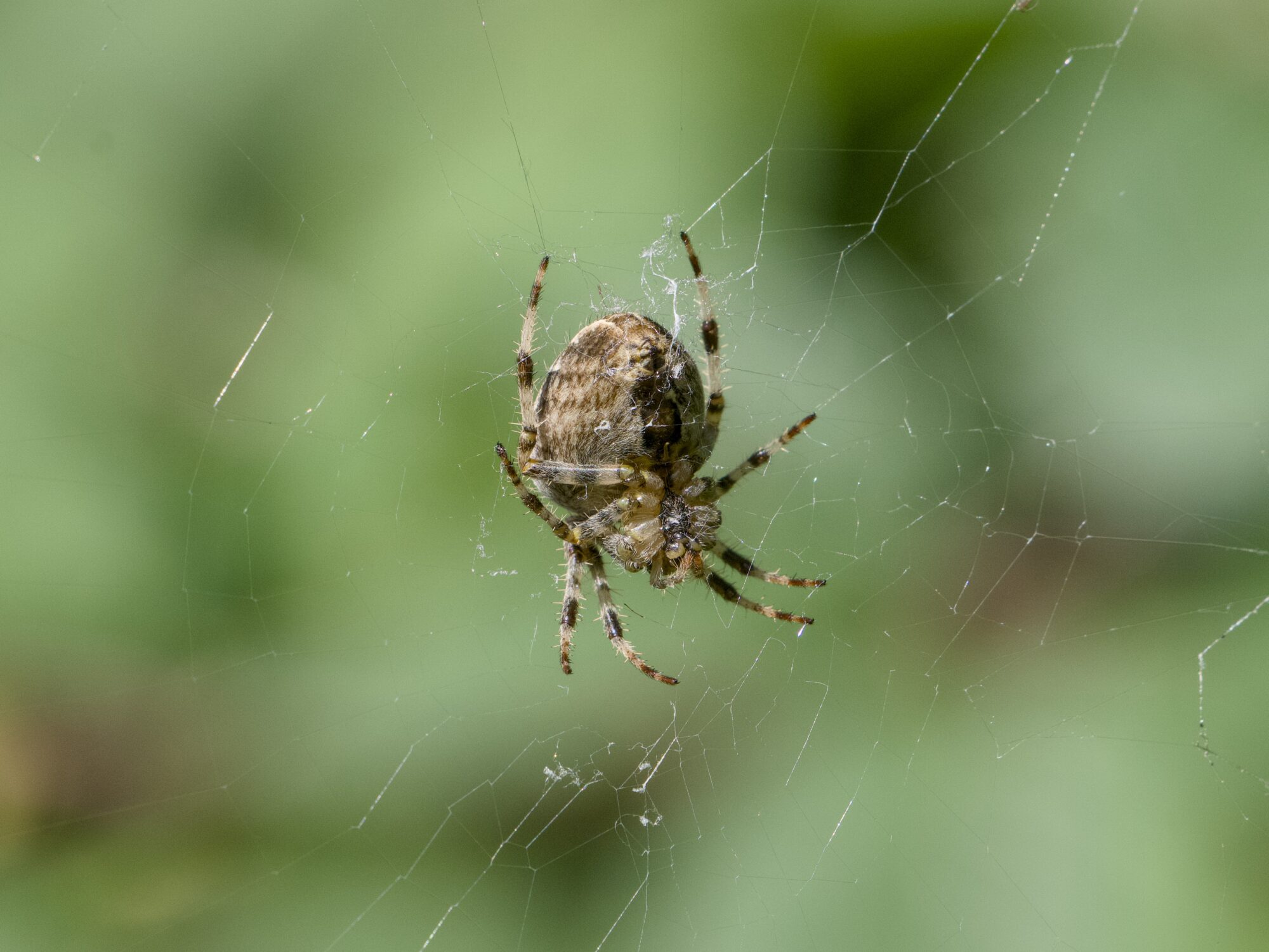An Orb Weaver spider in its web