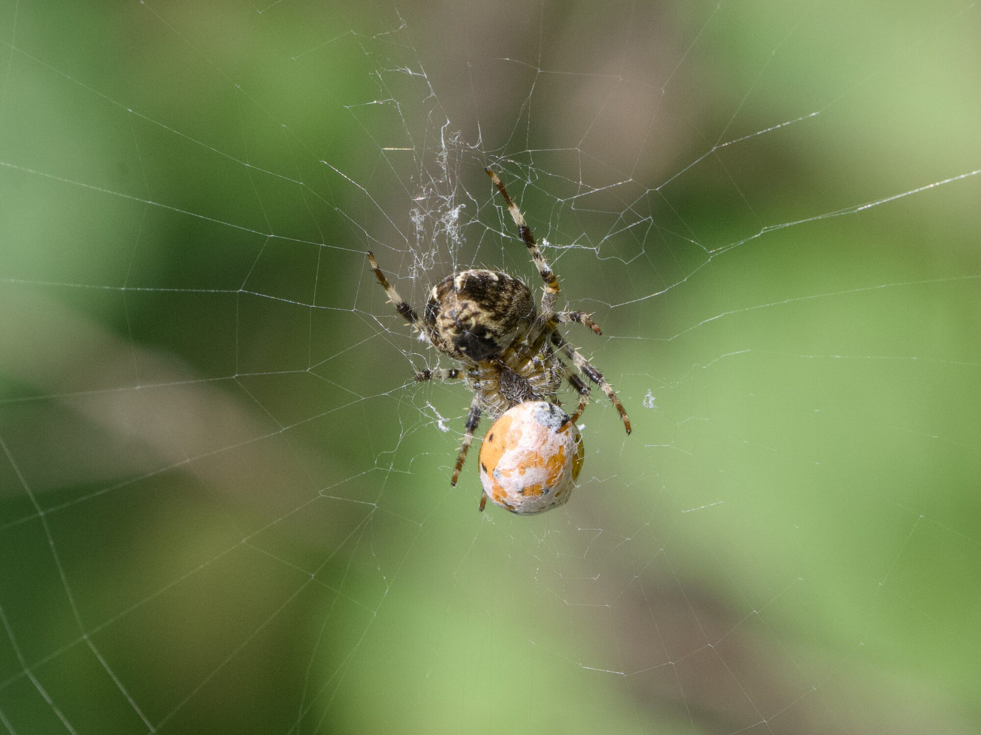 An Orb Weaver spider in its web, with the partly webbed remains of a ladybug
