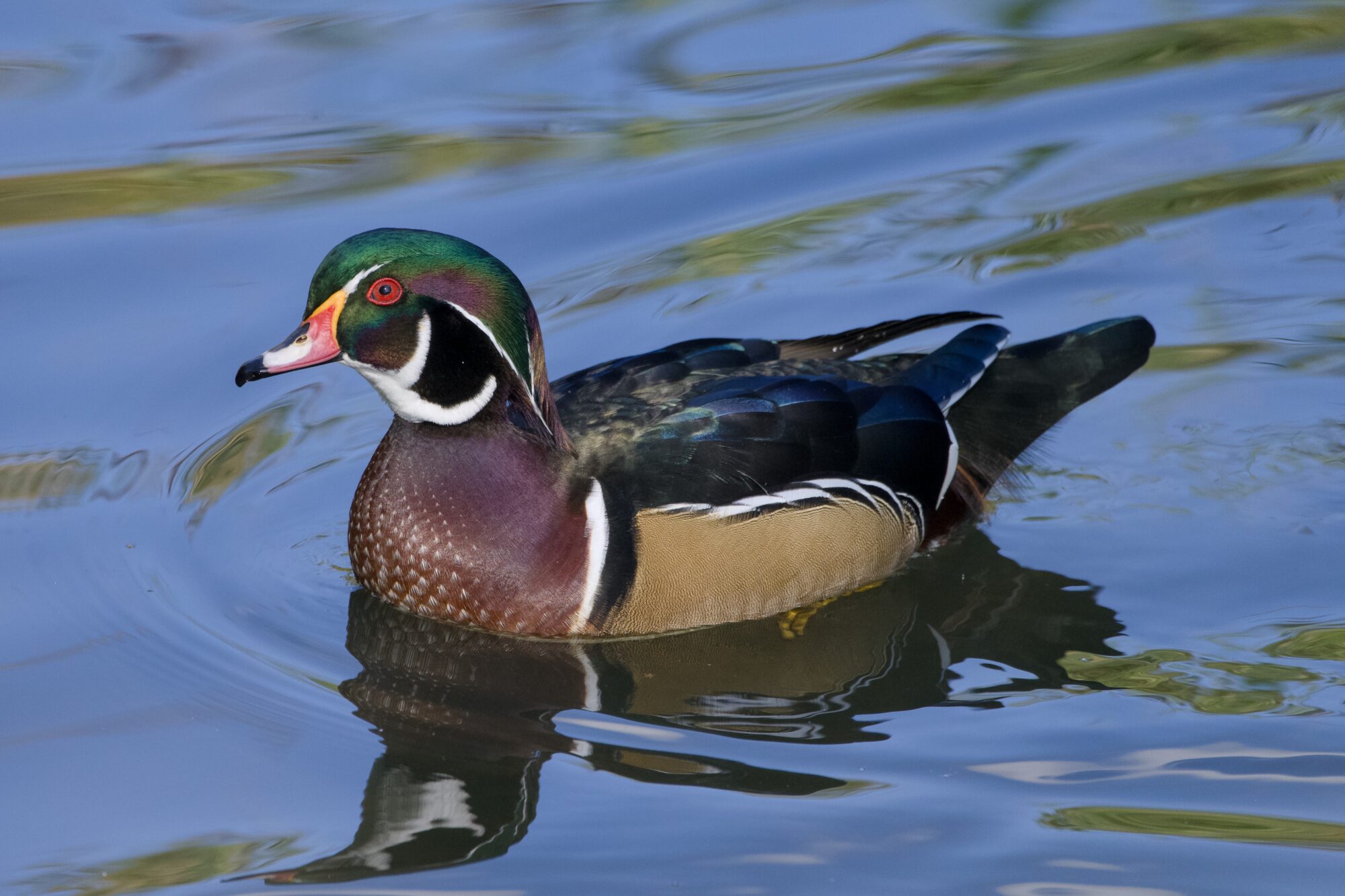 A male Wood Duck swimming along
