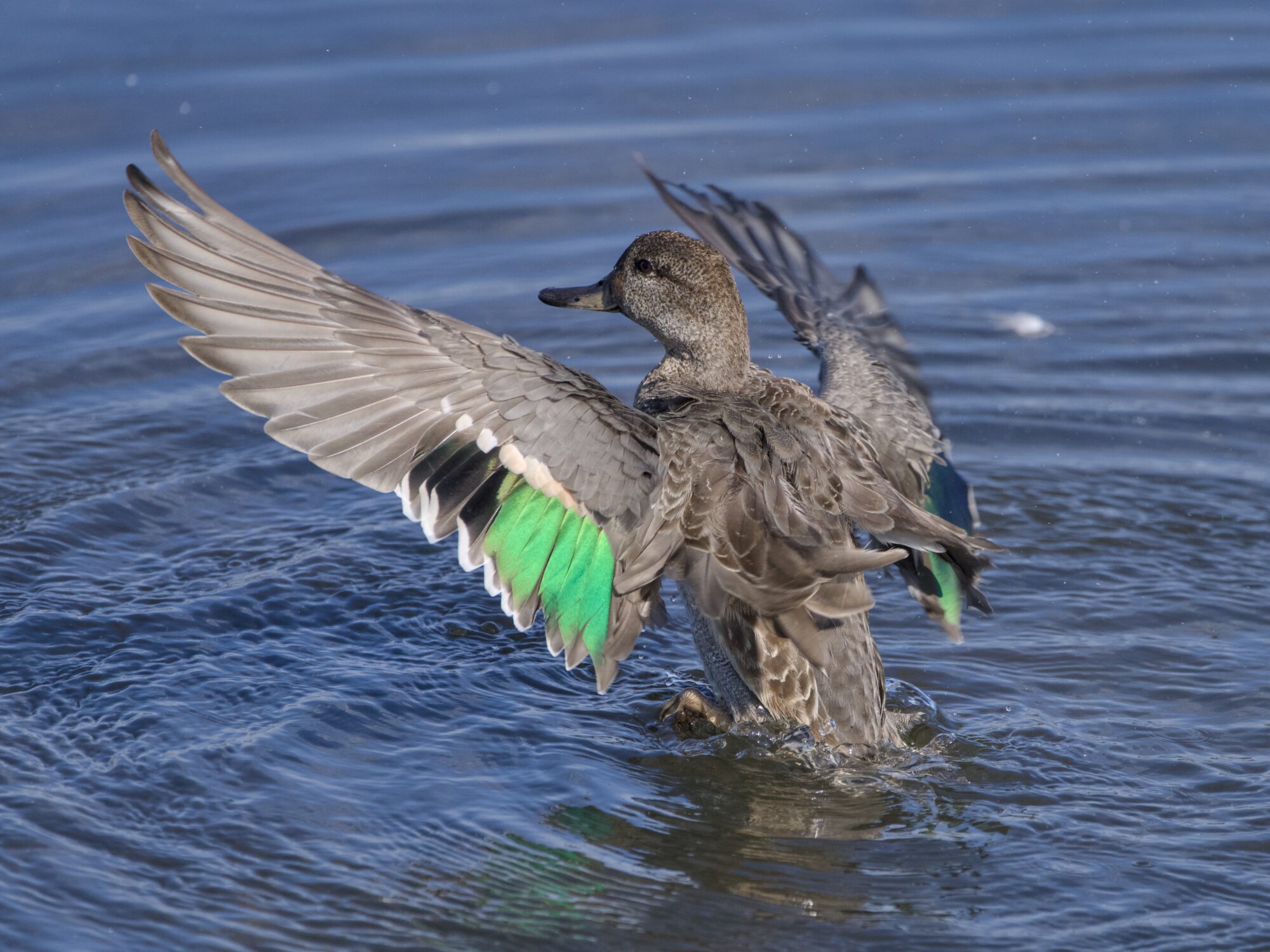 A female Green-winged Teal is flapping vigorously