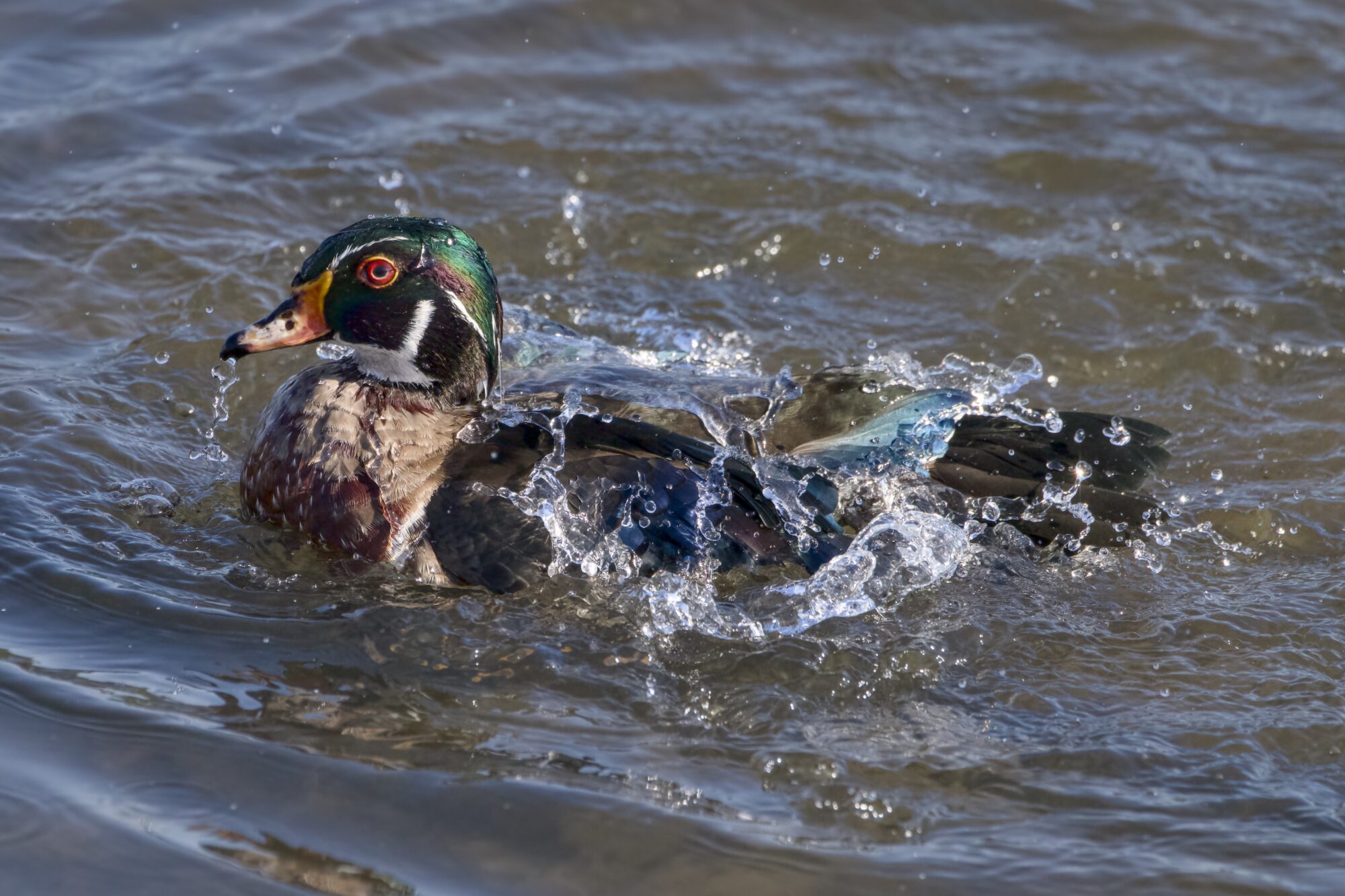 A male Wood Duck is on the water and splashing about