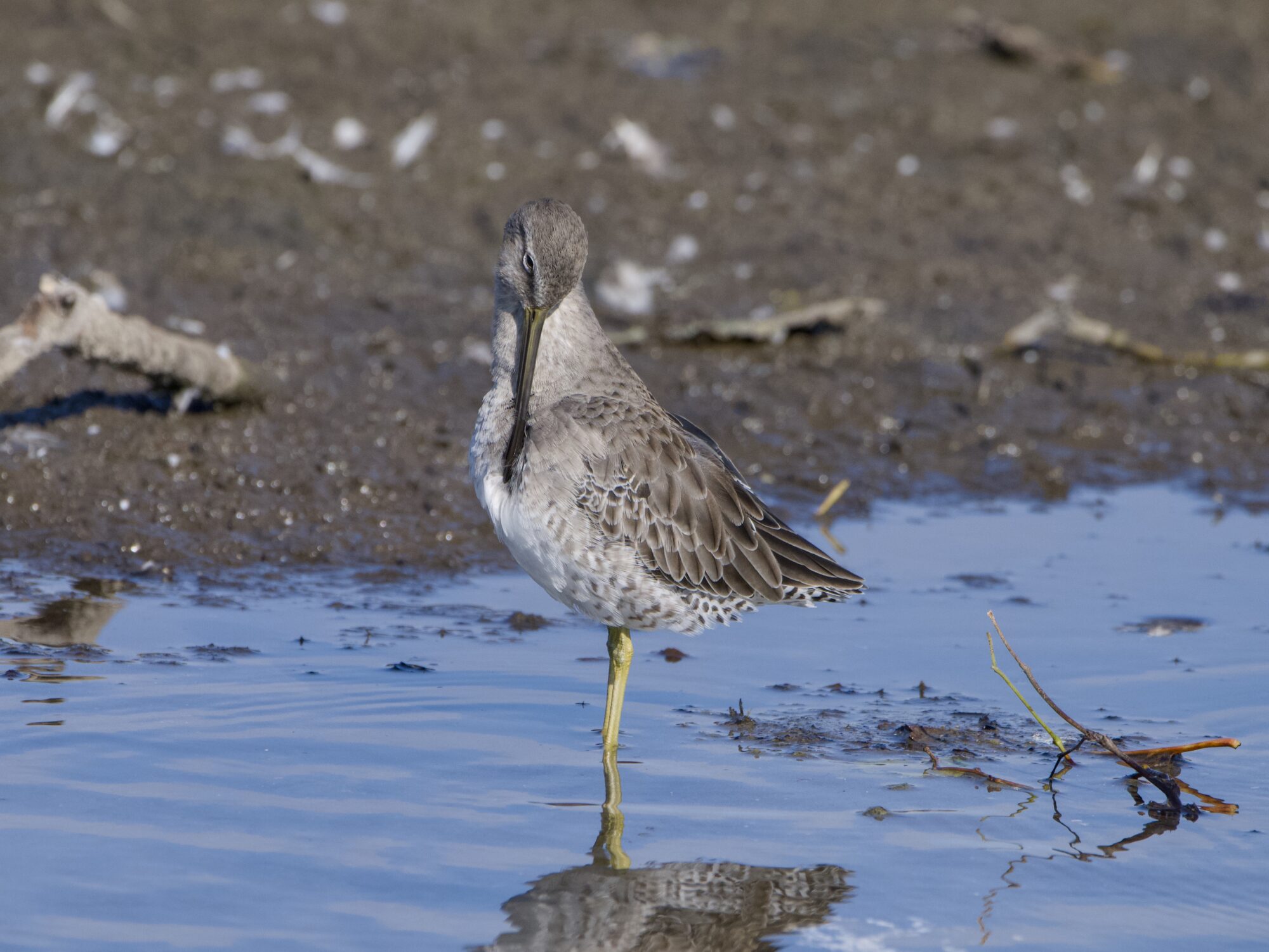 A Long-billed Dowitcher is standing in shallow water and preening its chest