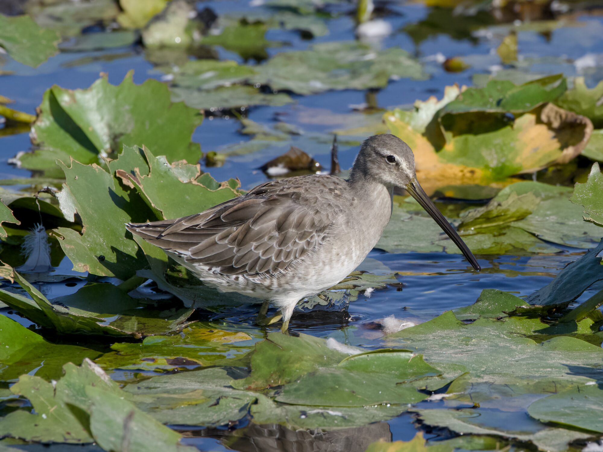 A Long-billed Dowitcher in shallow water among the lilypads