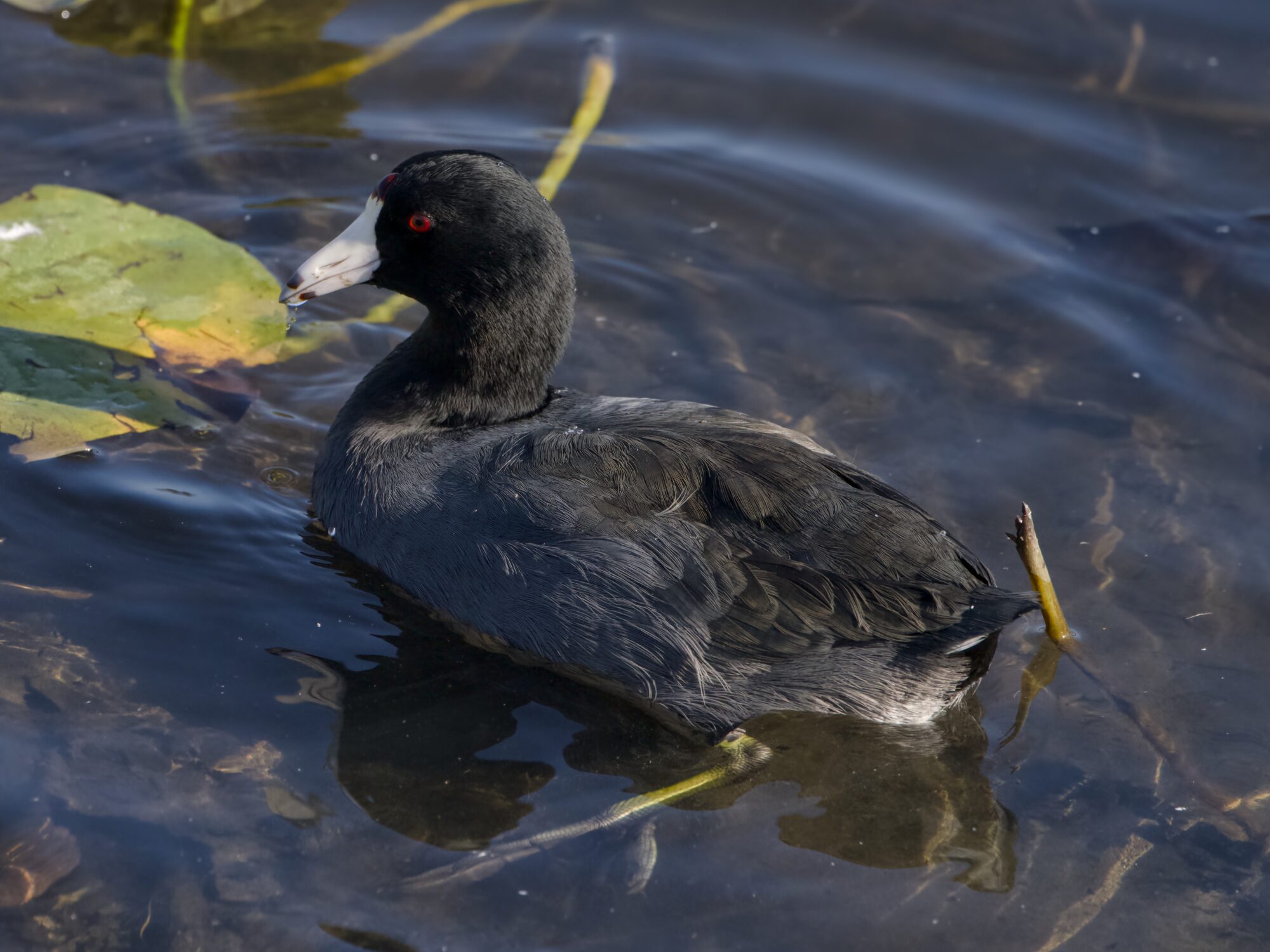An American Coot swimming in shalow water