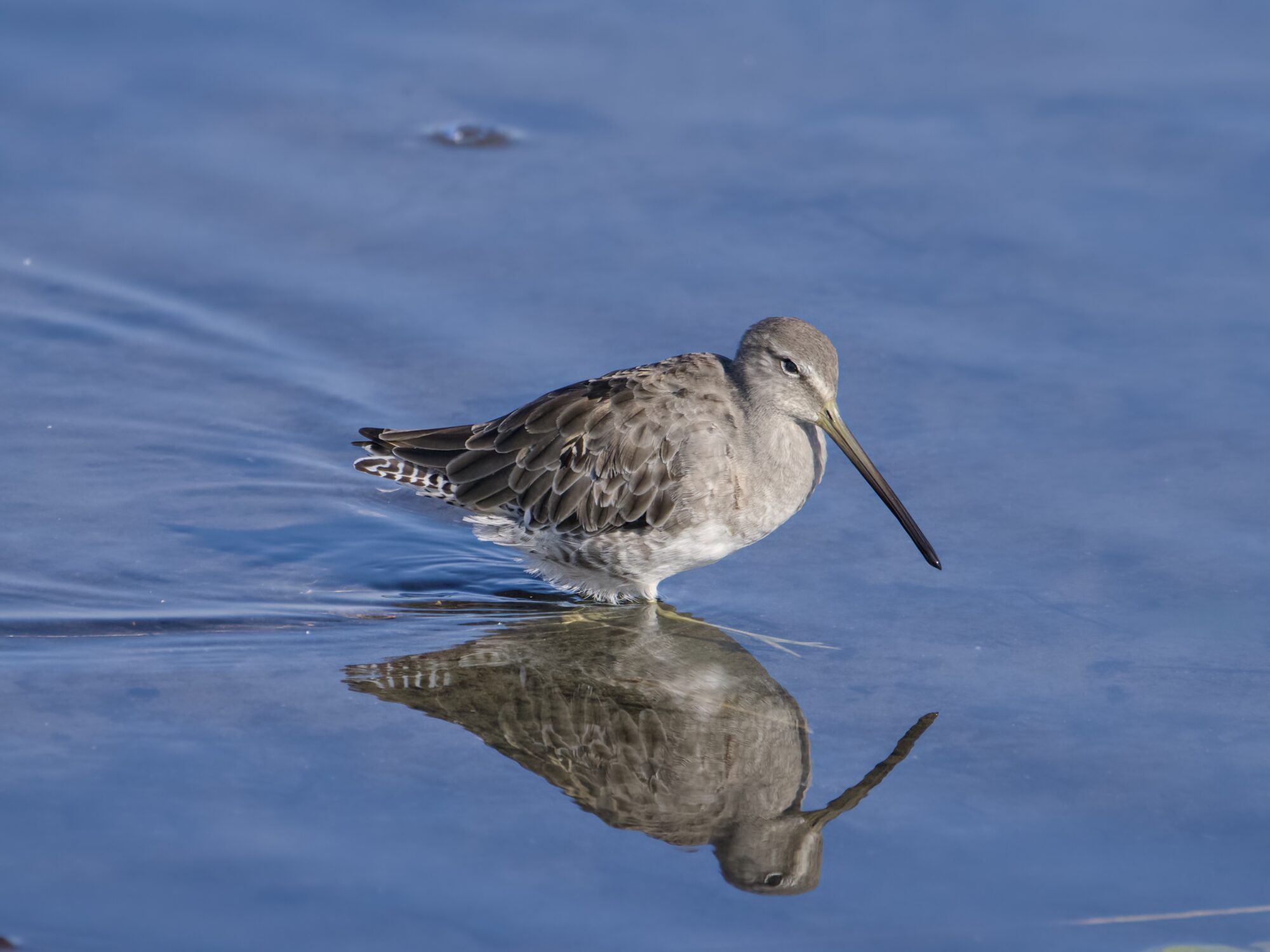 A Long-billed Dowitcher walking in shallow water, nicely reflected