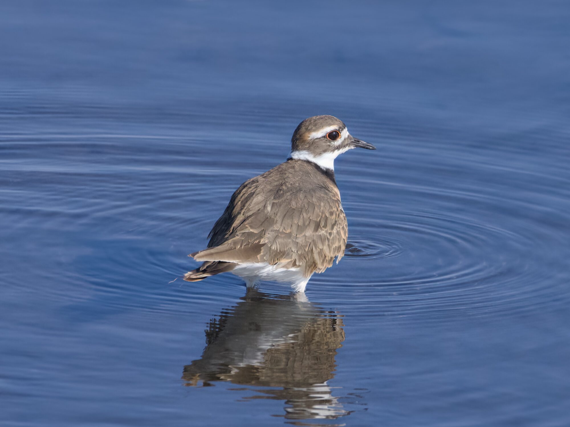 A Killdeer standing in shallow water