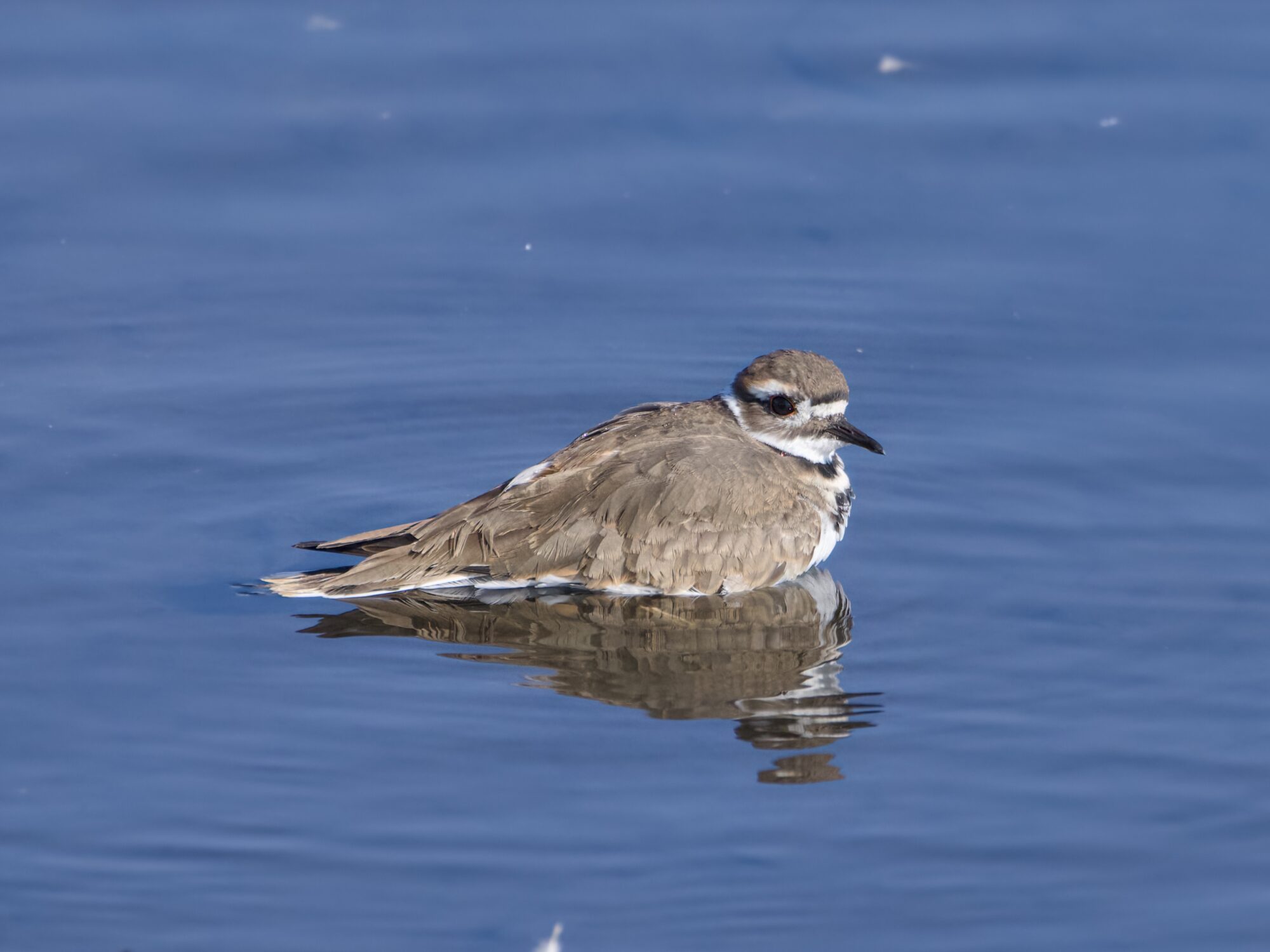A Killdeer standing stomach-depe in water