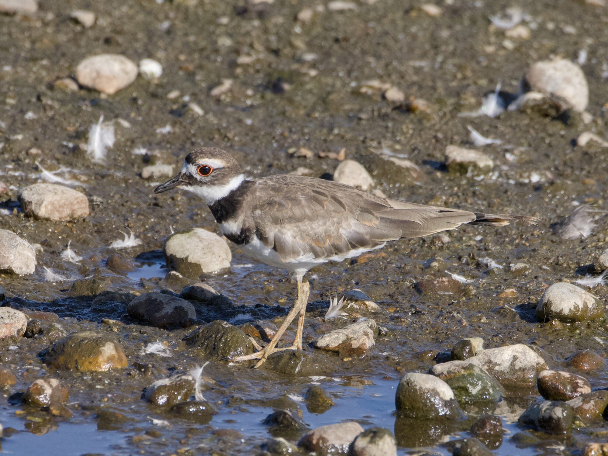 A Killdeer walking