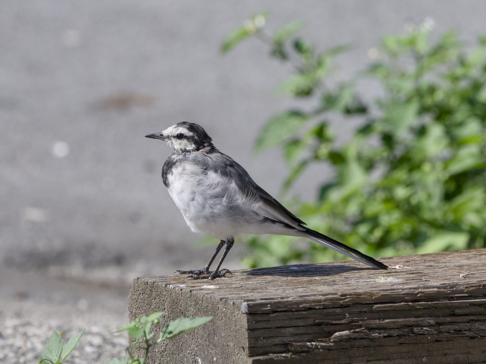 A White Wagtail -- a little bird with white belly, dark grey chest, light grey back and mostly white face -- standing on a wooden fence