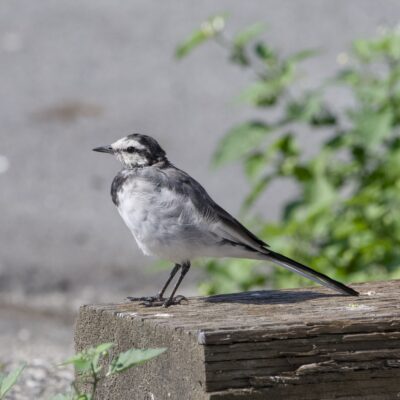 A White Wagtail -- a little bird with white belly, dark grey chest, light grey back and mostly white face -- standing on a wooden fence