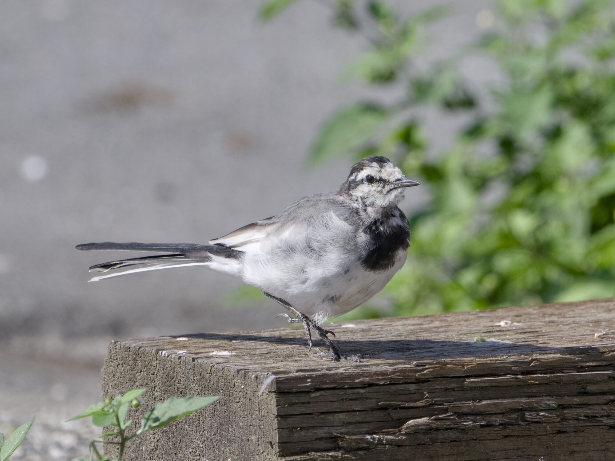A White Wagtail -- a little bird with white belly, dark grey chest, light grey back and mostly white face -- standing on a wooden fence