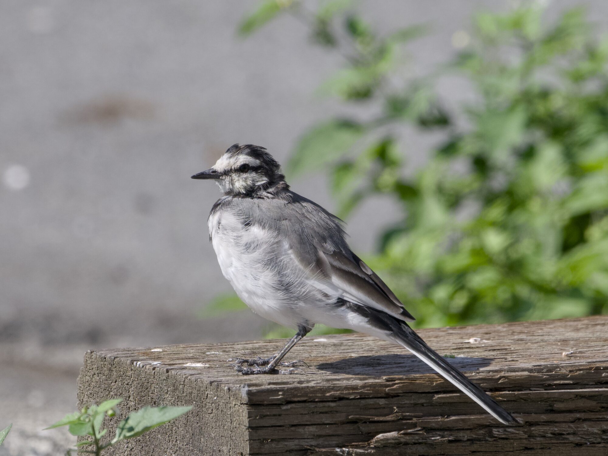 A White Wagtail -- a little bird with white belly, dark grey chest, light grey back and mostly white face -- standing on a wooden fence