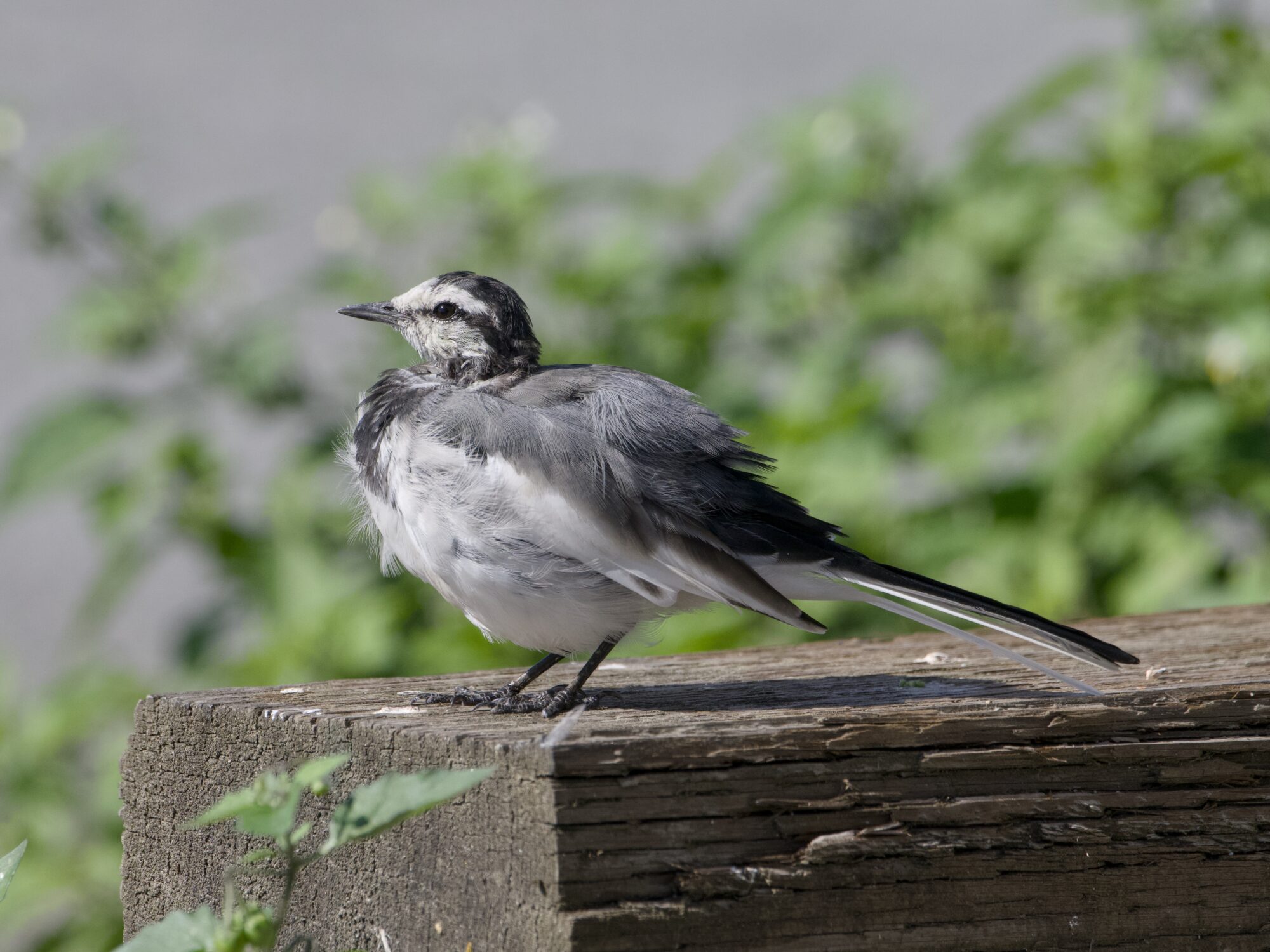 A White Wagtail -- a little bird with white belly, dark grey chest, light grey back and mostly white face -- standing on a wooden fence