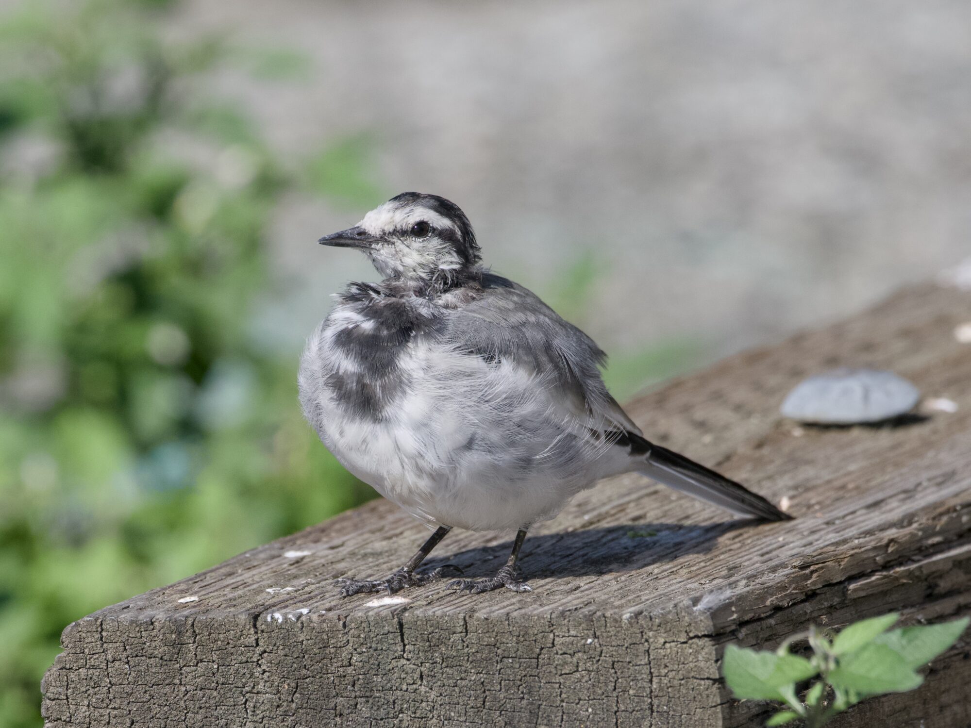 A White Wagtail -- a little bird with white belly, dark grey chest, light grey back and mostly white face -- standing on a wooden fence