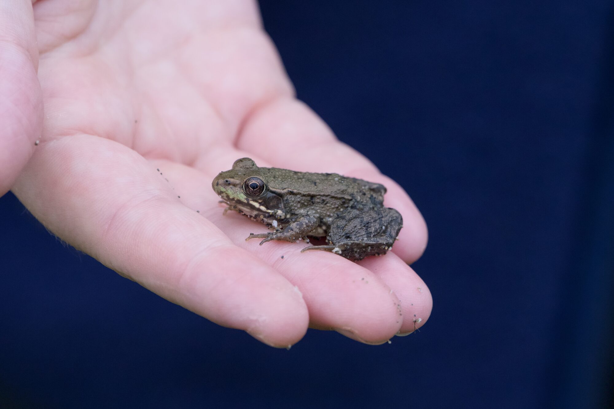 A little greenish frog in a hand