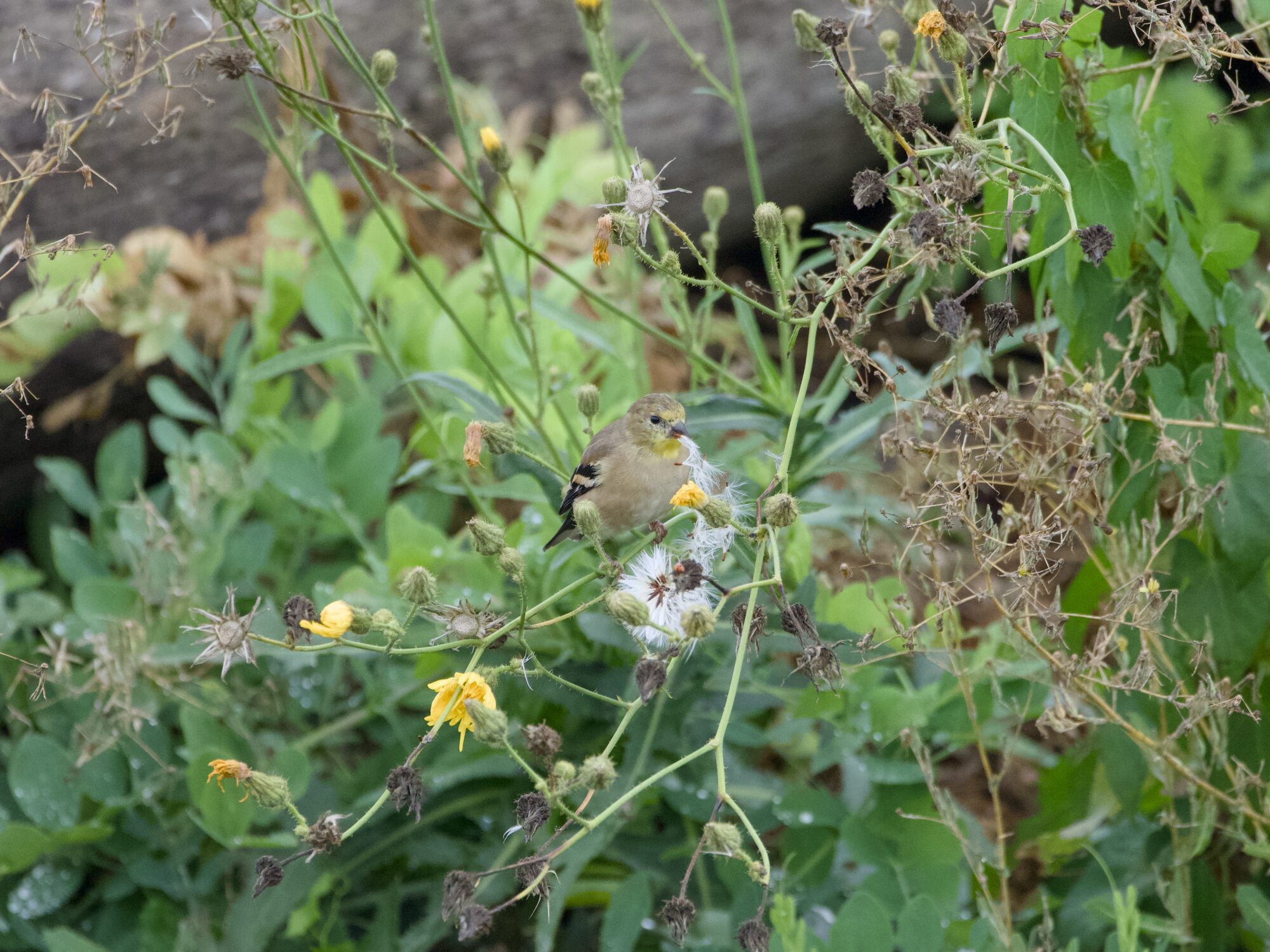 An American Goldfinch in a bush, munching on some fluffy dandelion seeds