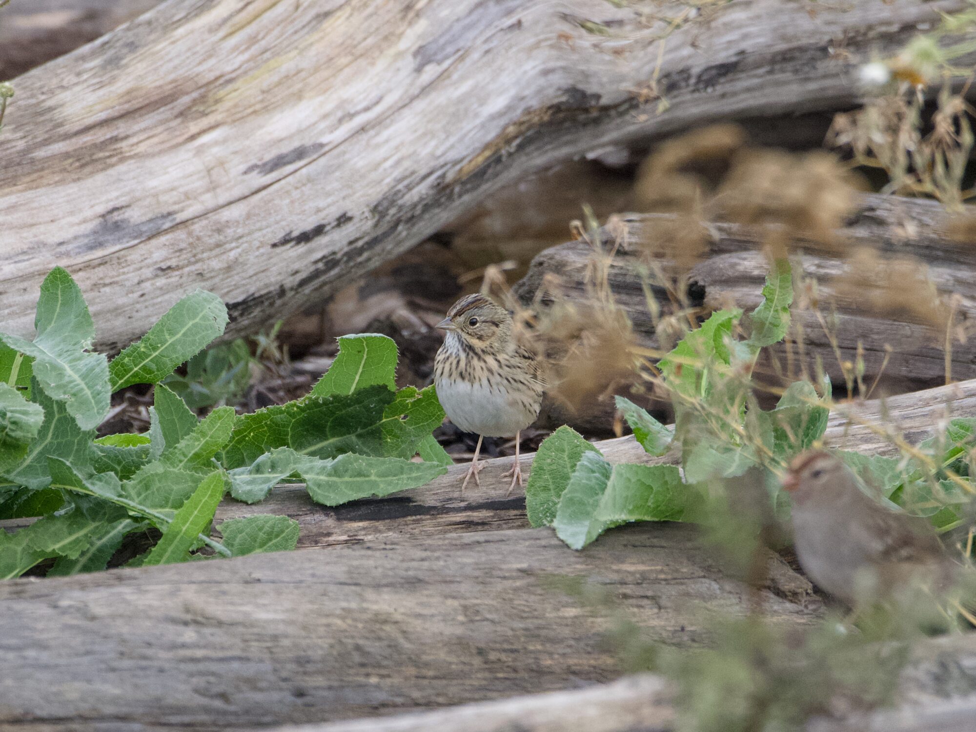 A Lincoln's Sparrow on a log, with a blurry immature White-crowned Sparrow in the foreground