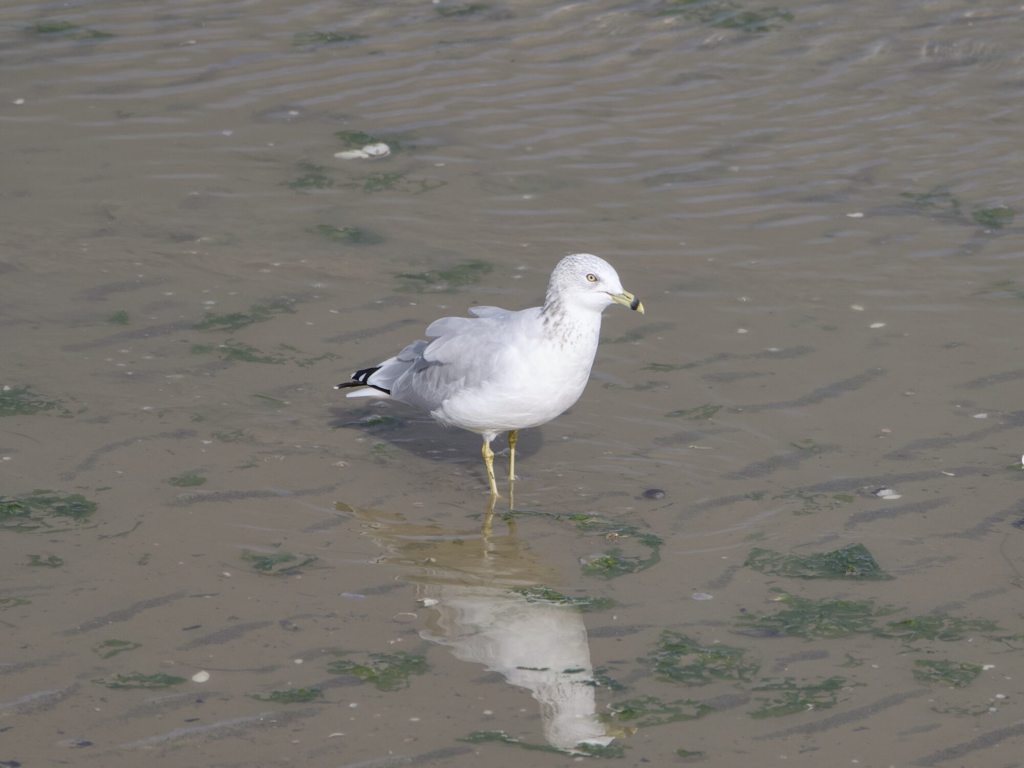 A Ring-billed Gull standing in shallow tidal water