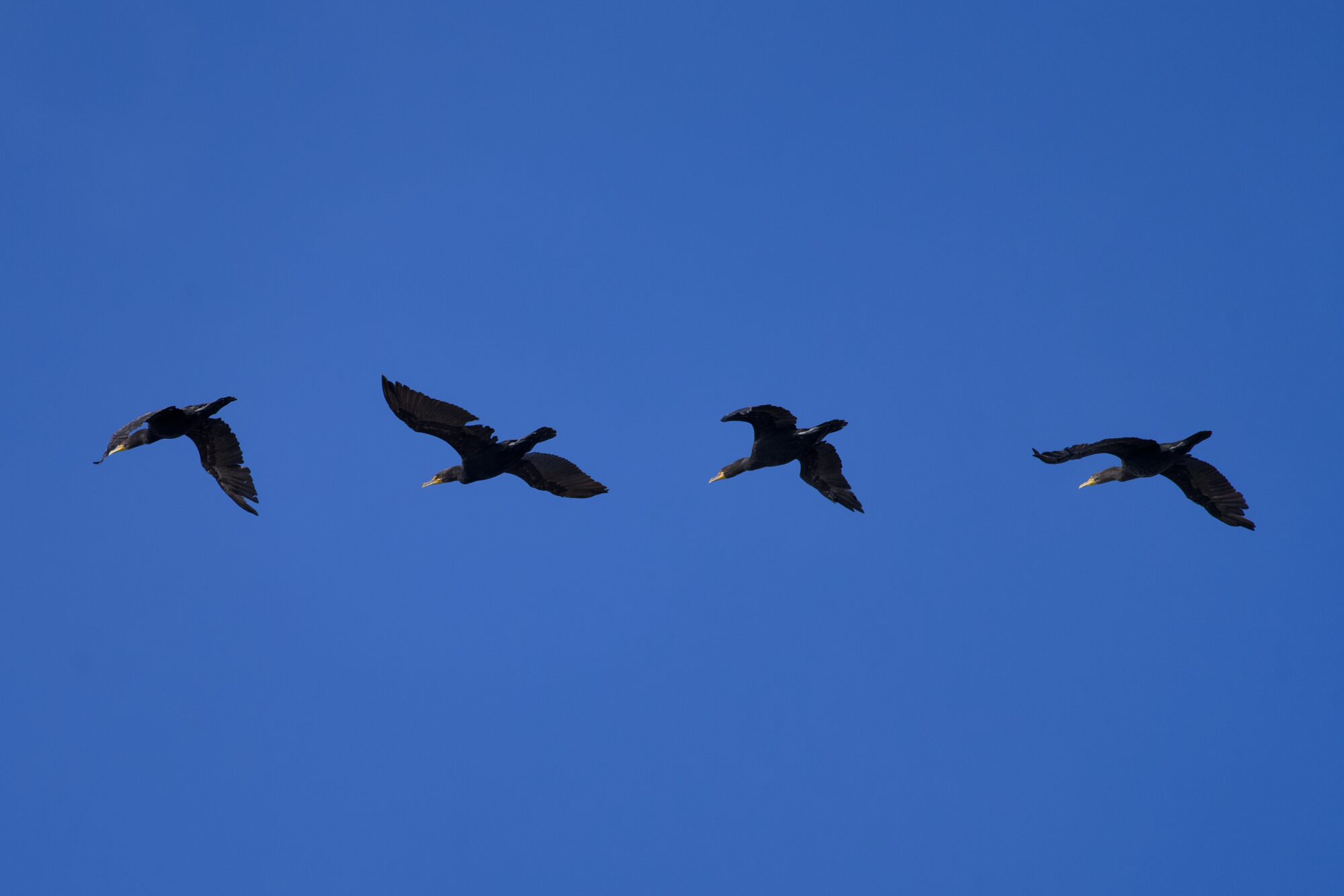 A group of Double-crested Cormorants flying in formation against a solid blue sky