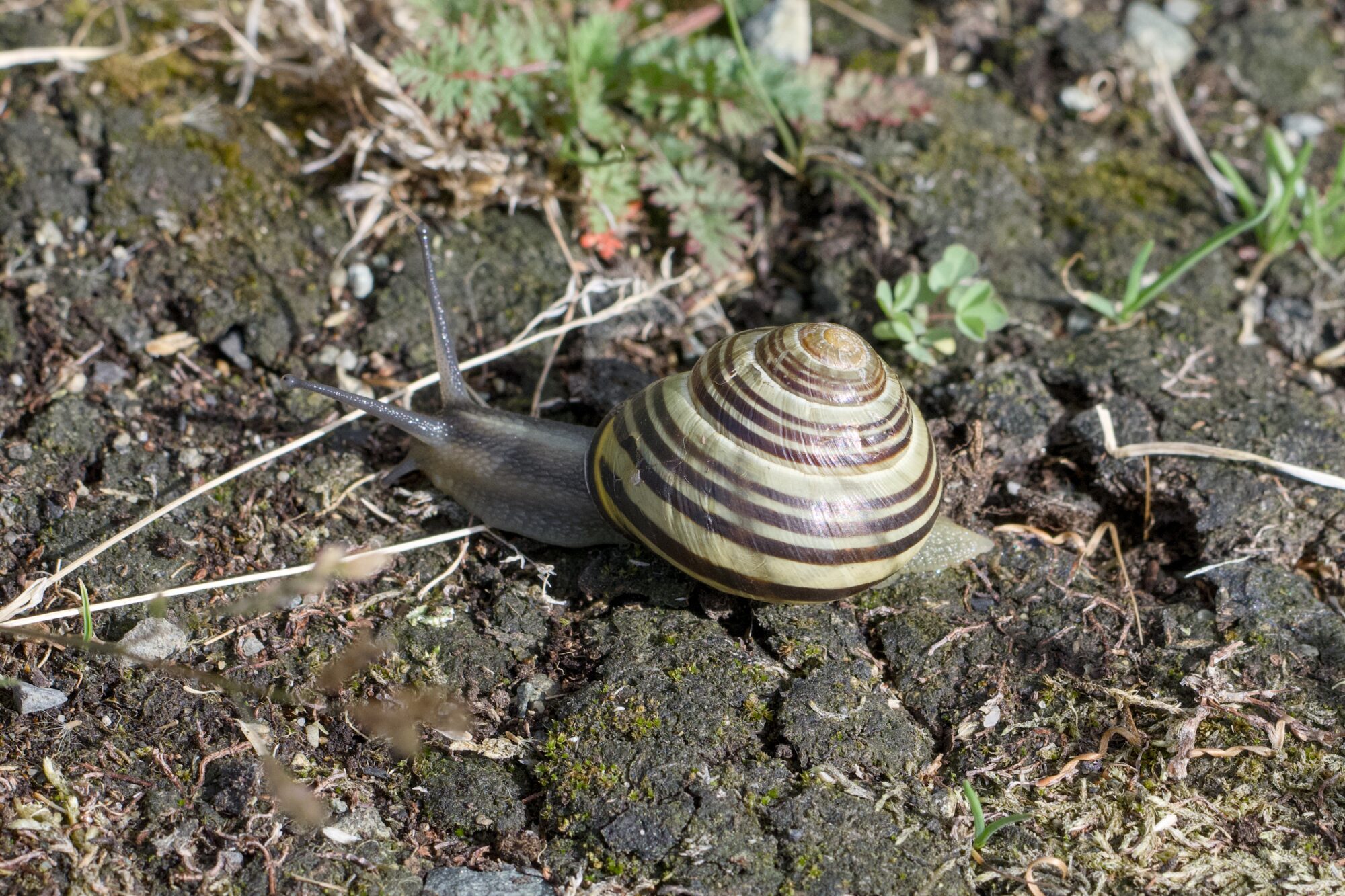 A striped snail on the ground