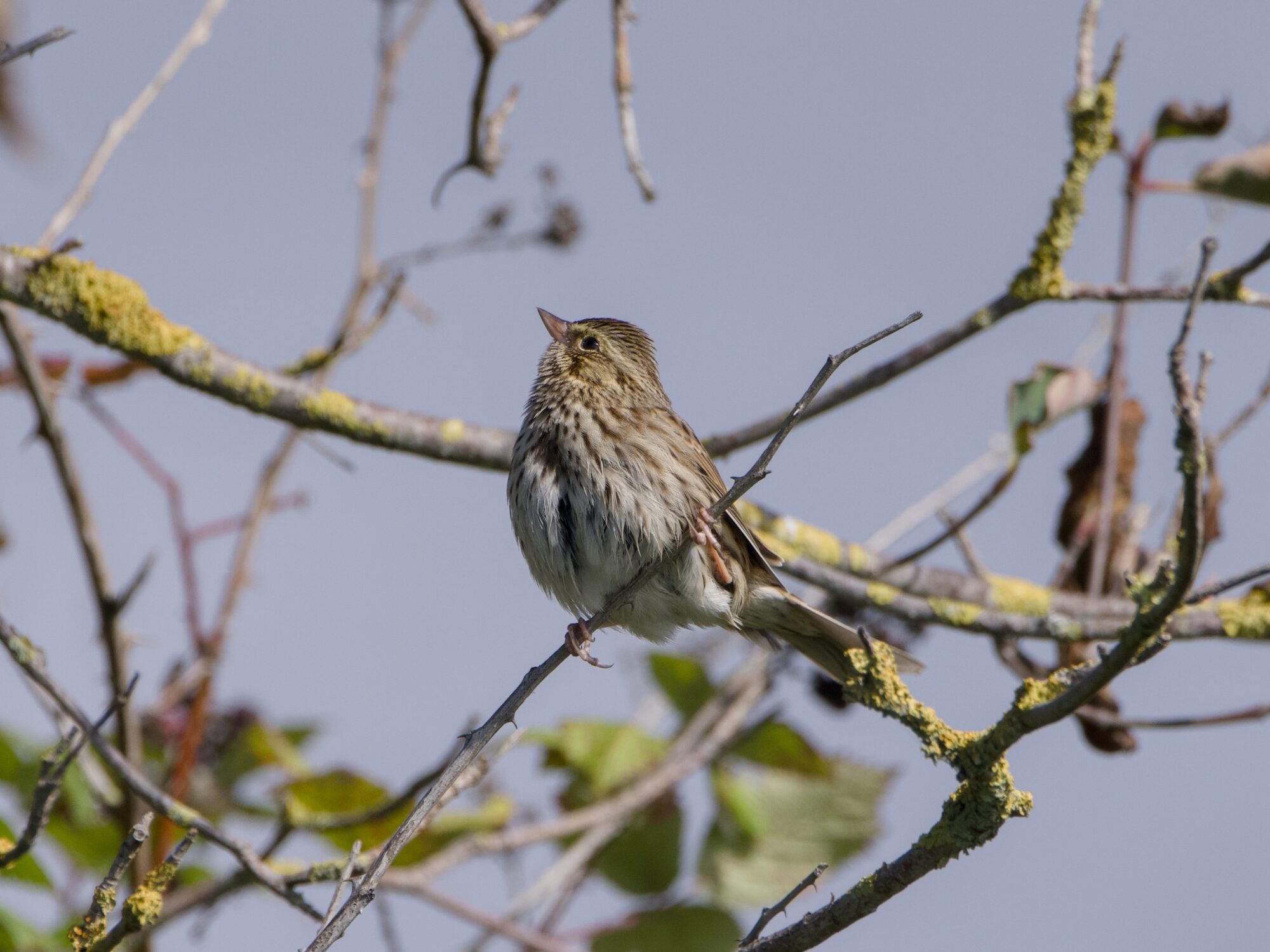 A Savannah Sparrow up in a tree, looking up