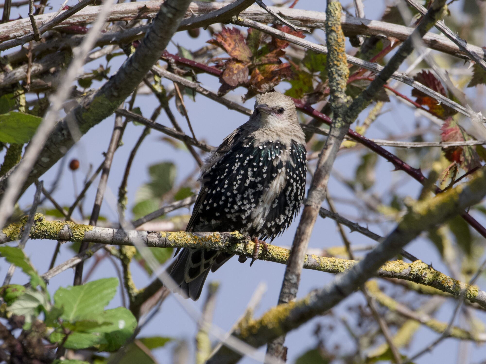 An adolescent European Starling changing into its adult colours. Its head and a bit of the chest is a sandy beige, the rest is the starry iridescent black we know