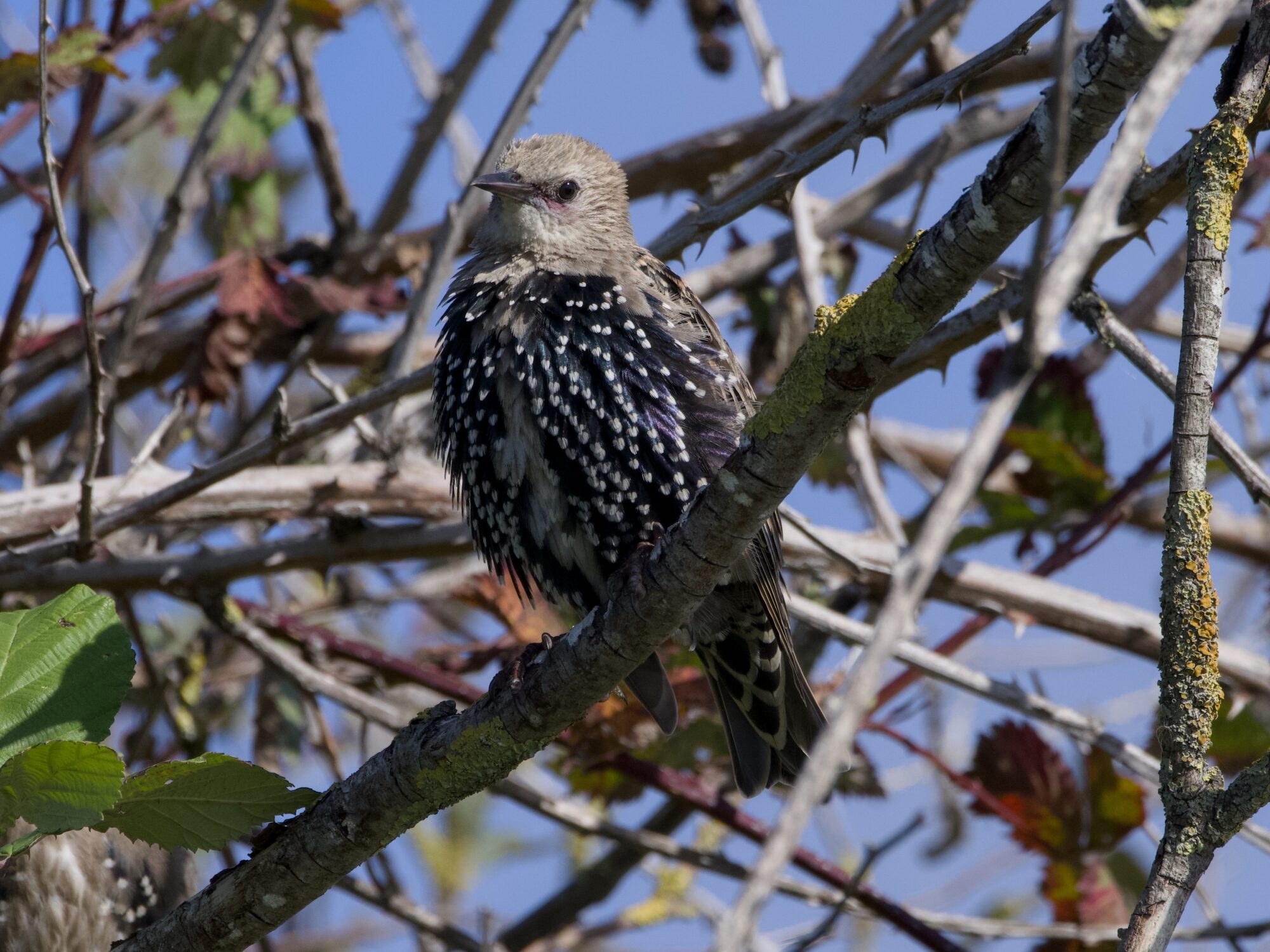 An adolescent European Starling changing into its adult colours. Its head and a bit of the chest is a sandy beige, the rest is the starry iridescent black we know