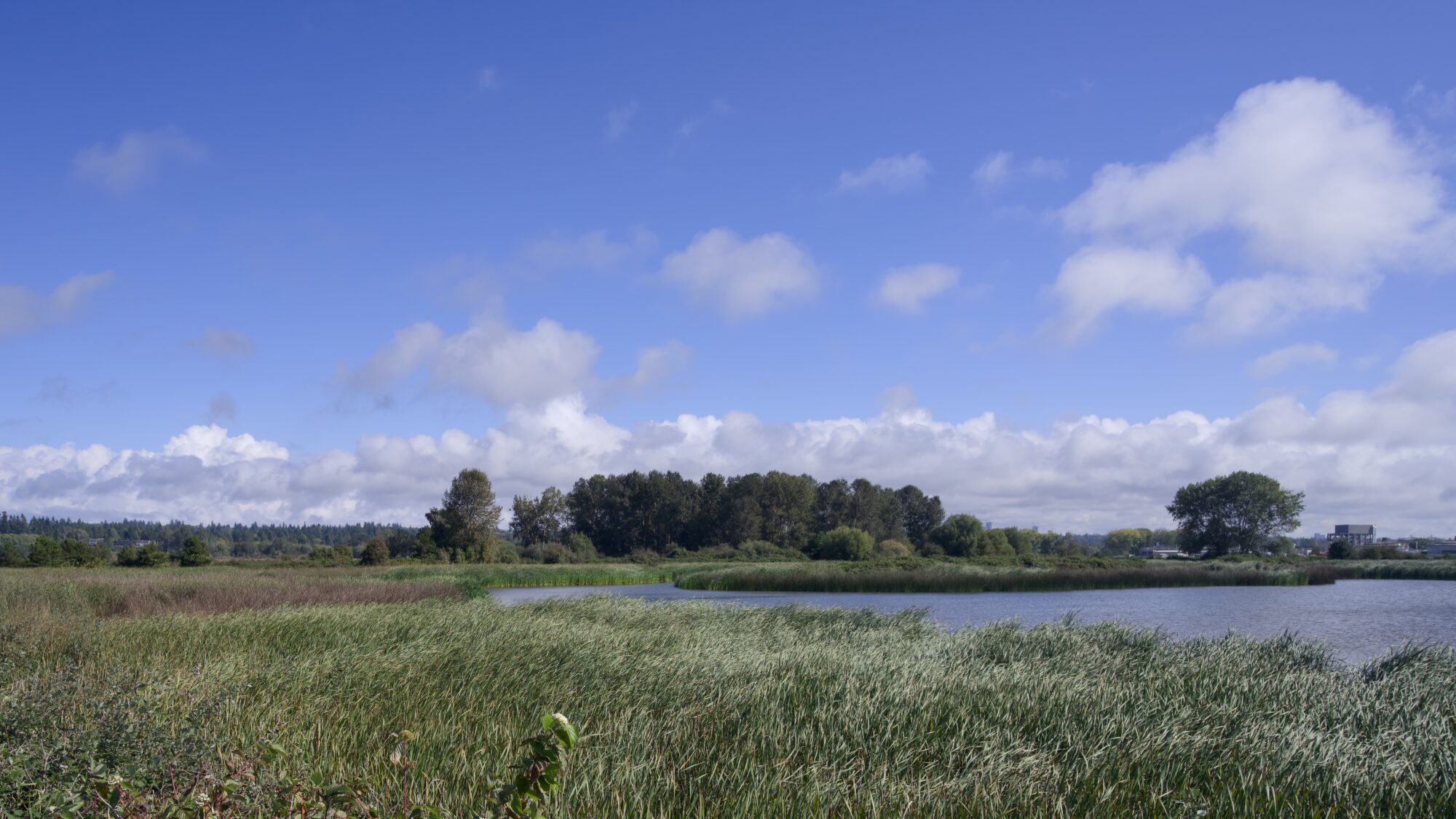 The main pond of Iona Beach, surrounded by green reeds, under a mostly blue sky