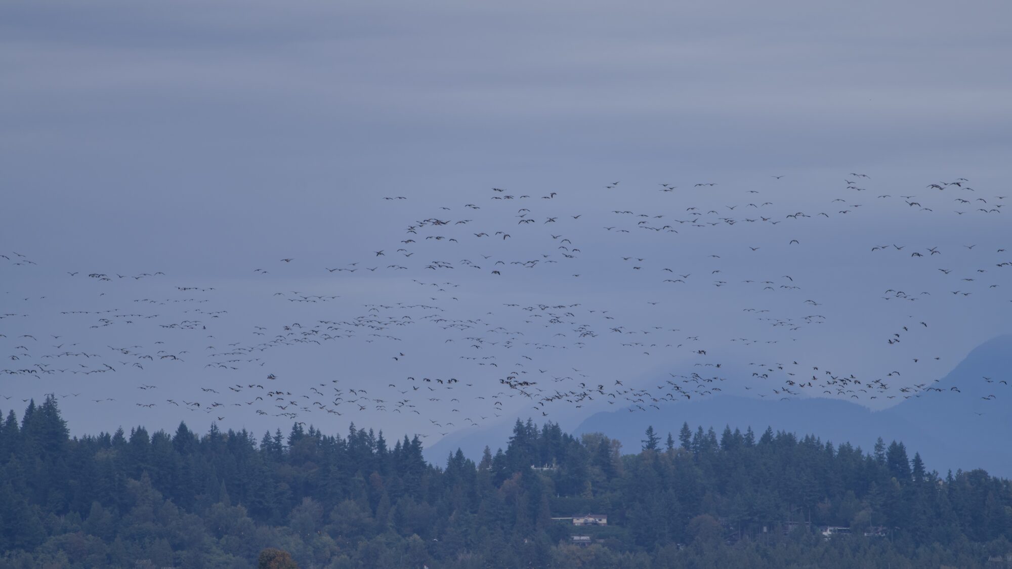 Hundreds of geese in the distance, under a somewhat overcast sky. It's hard to tell their species, but they are in fact Canada Geese
