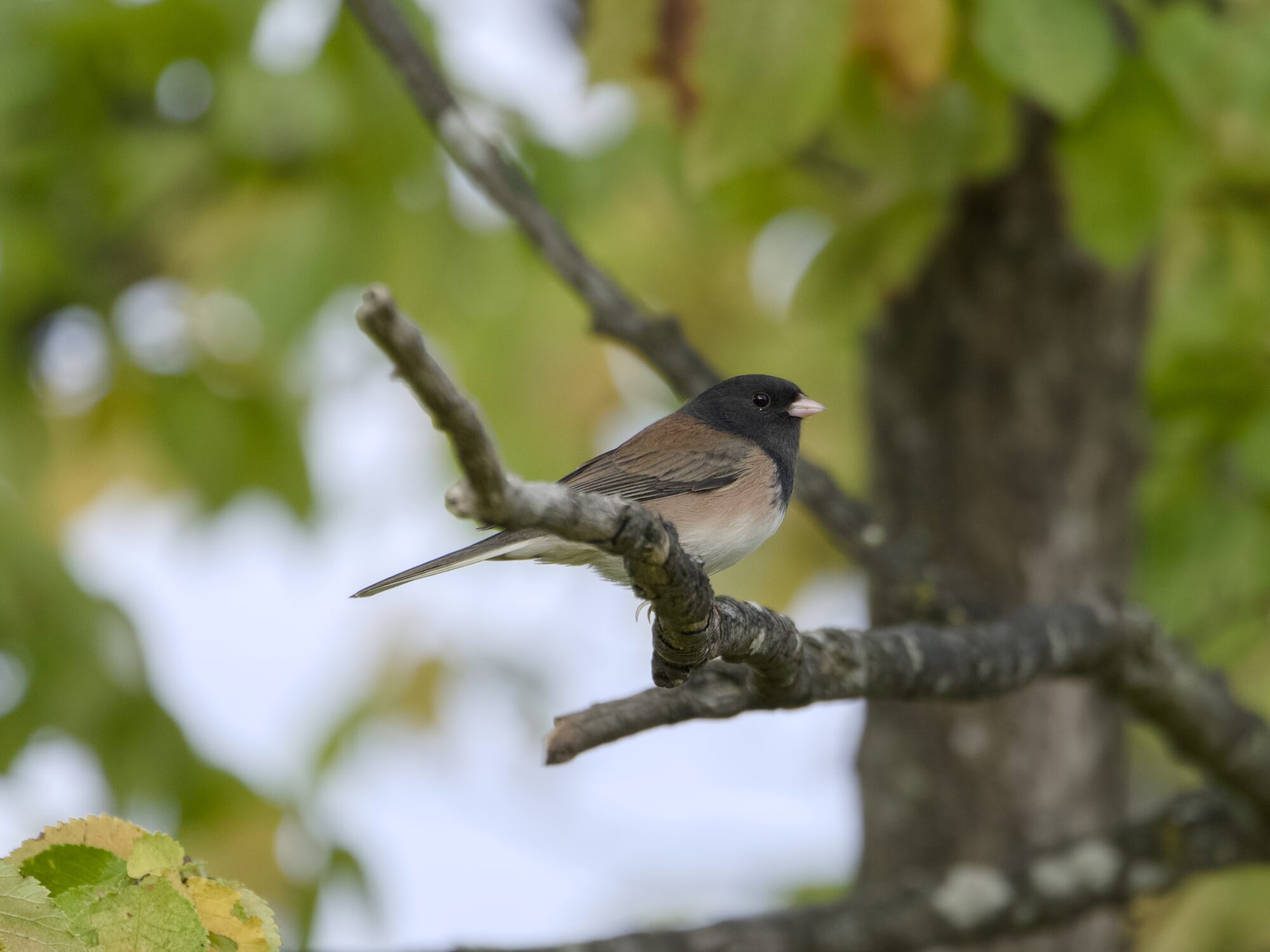 A Dark-eyed Junco in a tree