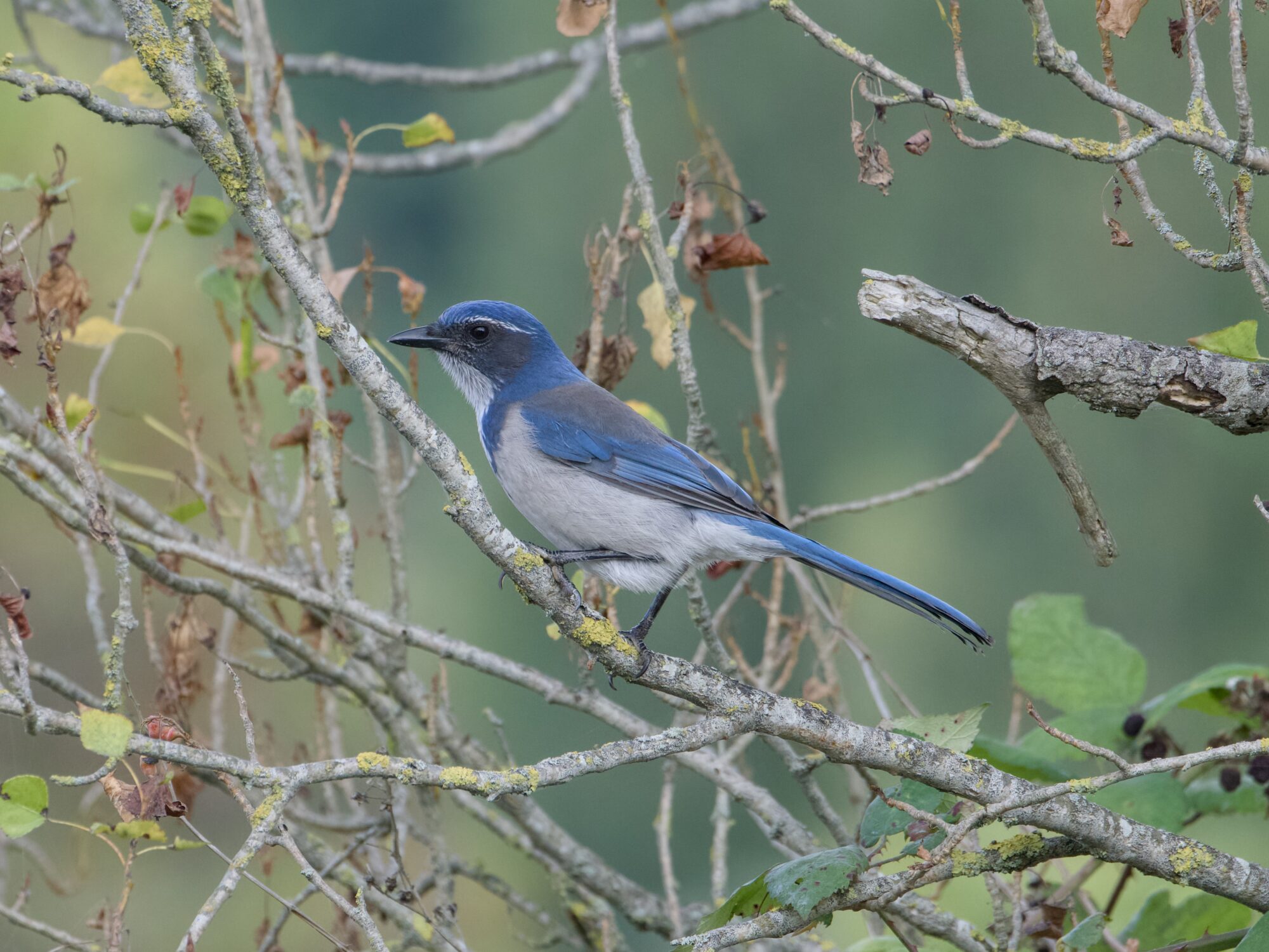 A California Scrub-Jay -- a beautiful bird with blue head, greyish cheeks and back, blue wings, white throat, white "eyebrows" and white belly