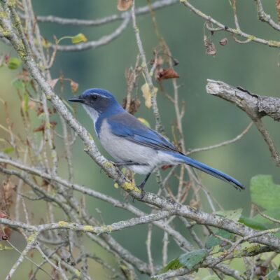 A California Scrub-Jay -- a beautiful bird with blue head, greyish cheeks and back, blue wings, white throat, white "eyebrows" and white belly
