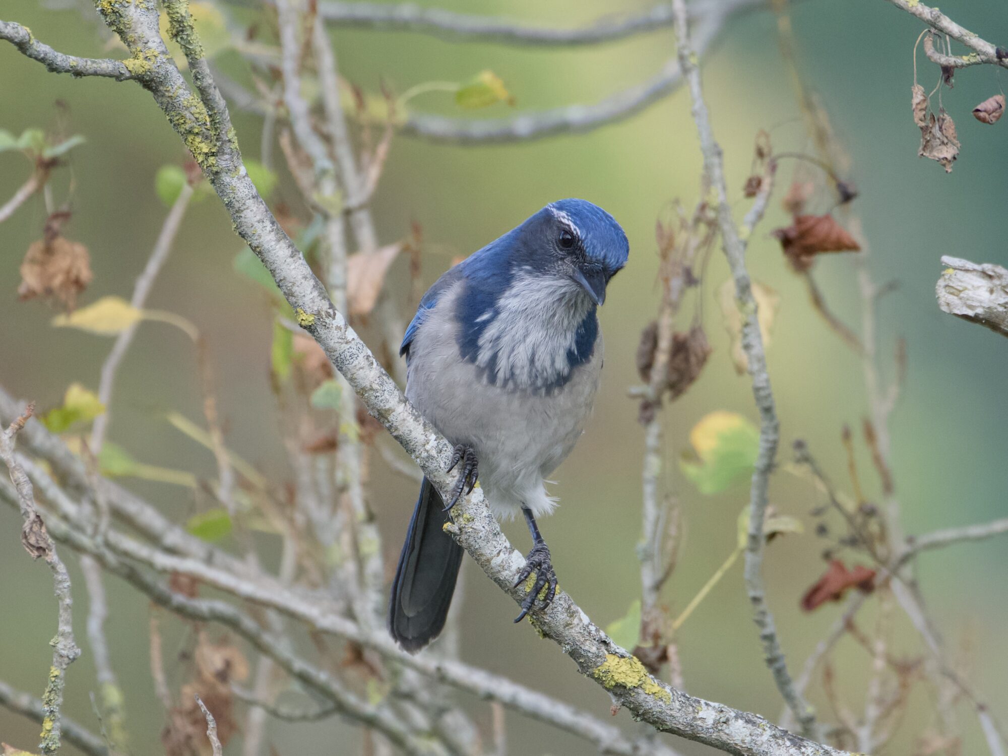 A California Scrub-Jay -- a beautiful bird with blue head, greyish cheeks and back, blue wings, white throat, white "eyebrows" and white belly