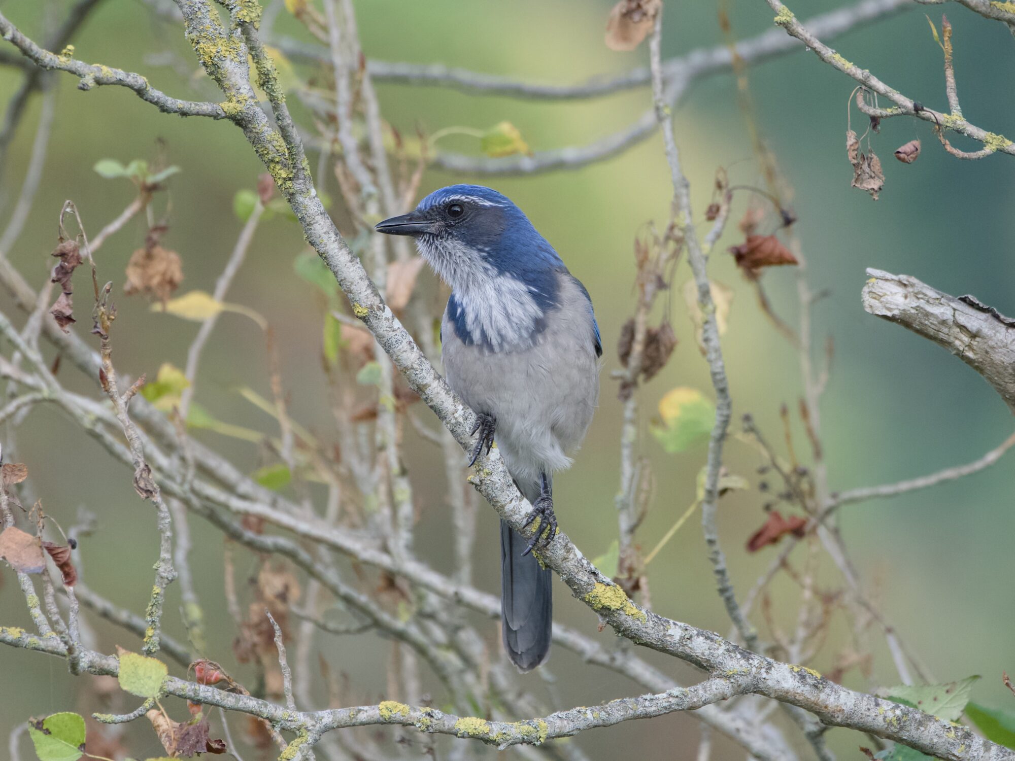 A California Scrub-Jay -- a beautiful bird with blue head, greyish cheeks and back, blue wings, white throat, white "eyebrows" and white belly